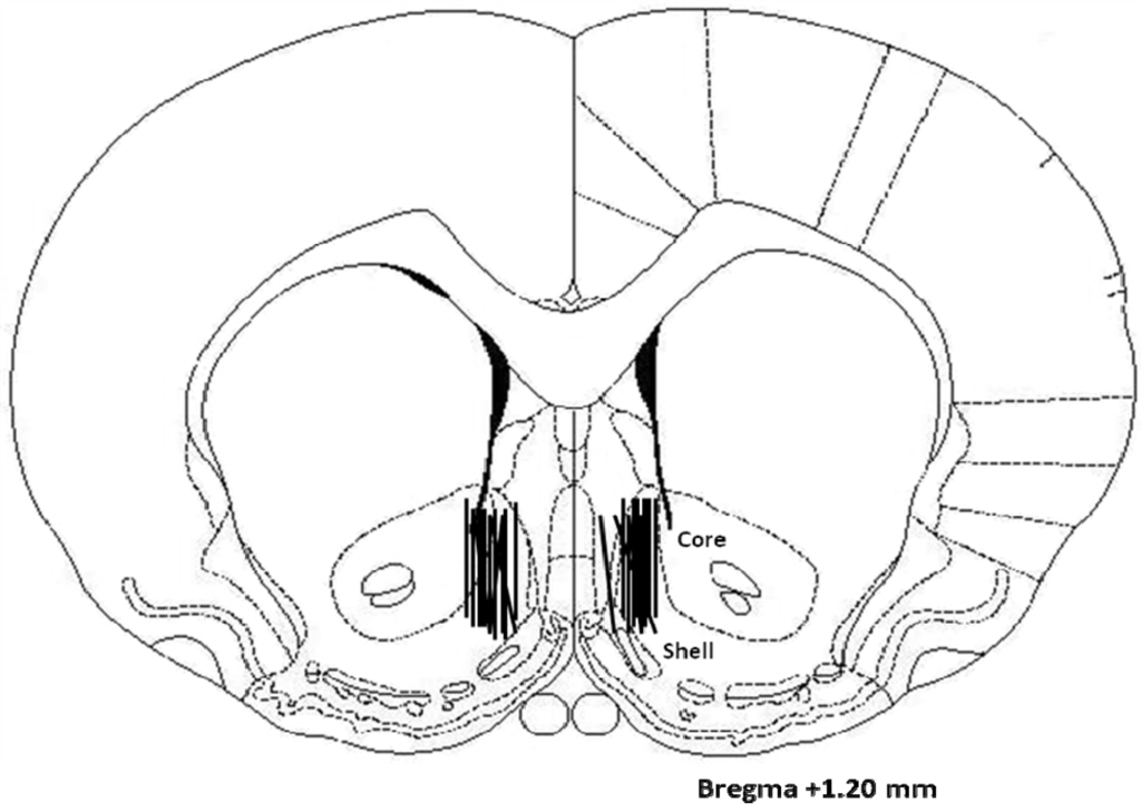 Brainsci 02 00242 g003 1024