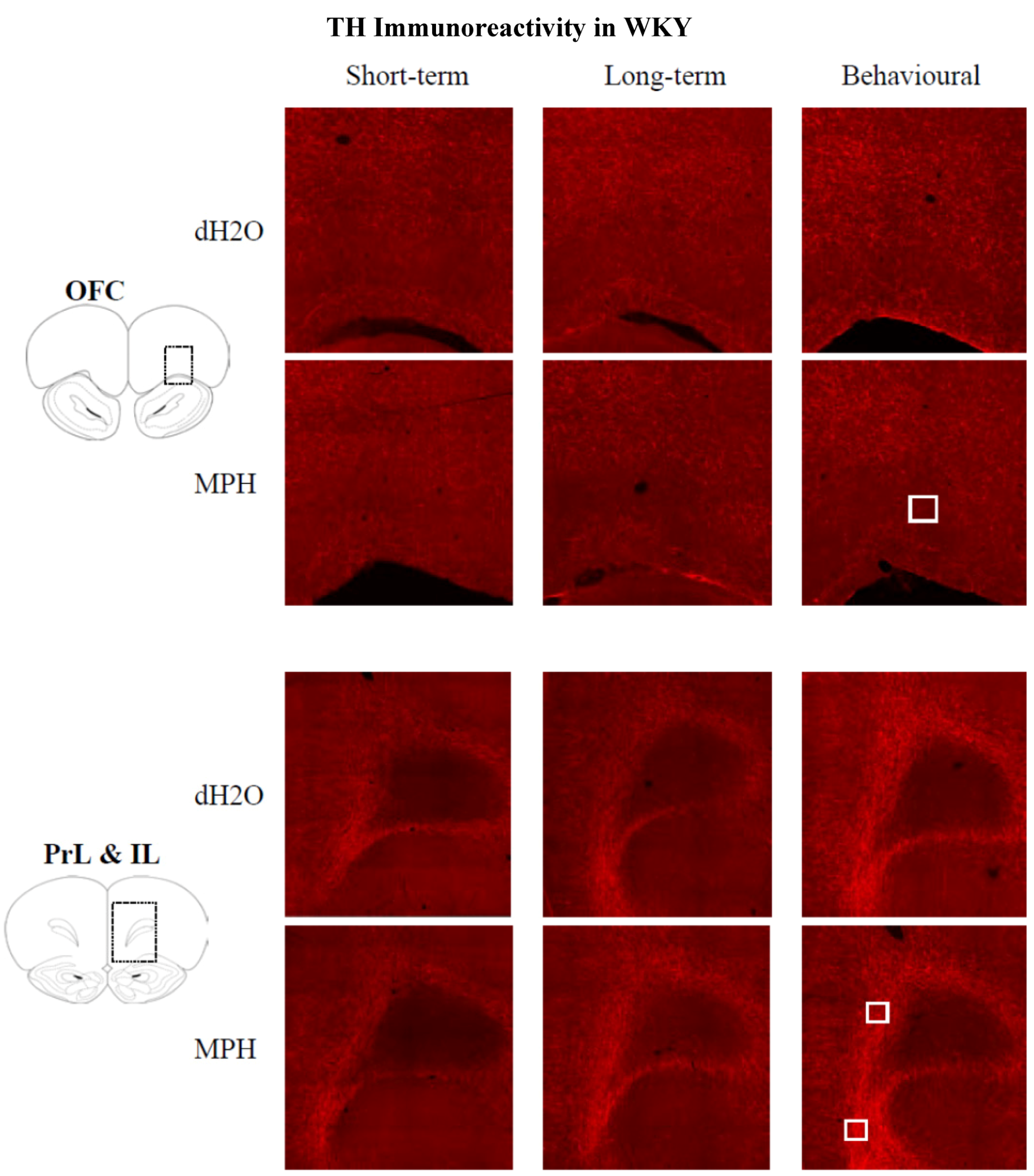 Brainsci 02 00375 g008