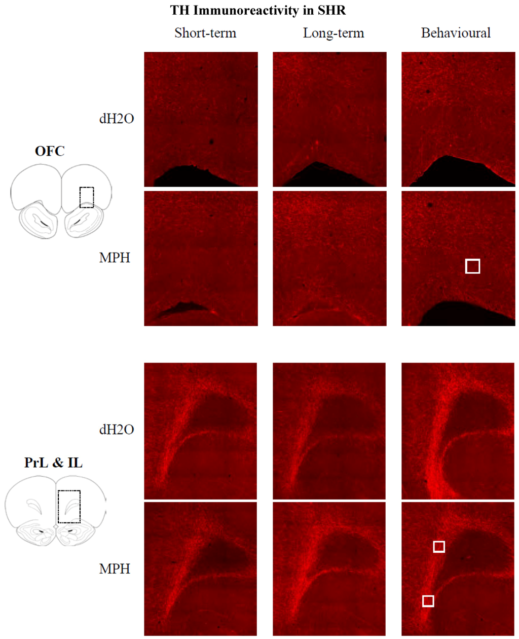 Brainsci 02 00375 g010 1024