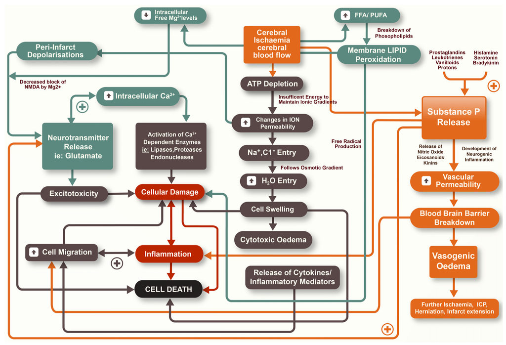 Brainsci 03 00123 g001 1024