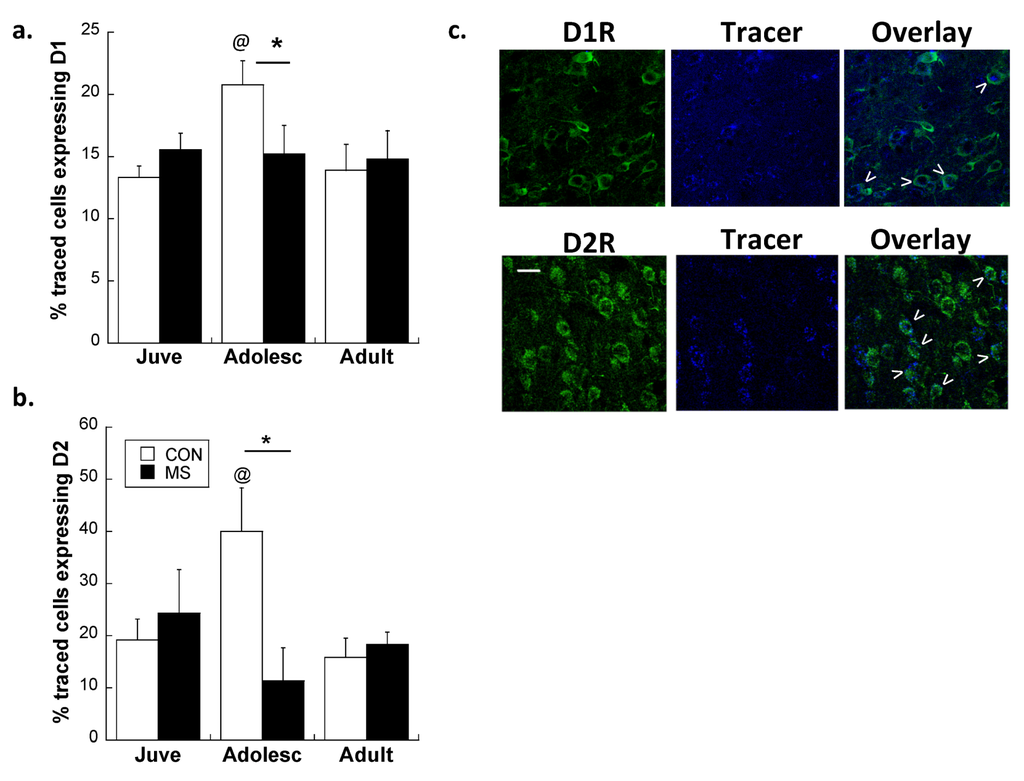 Brainsci 03 00143 g005 1024