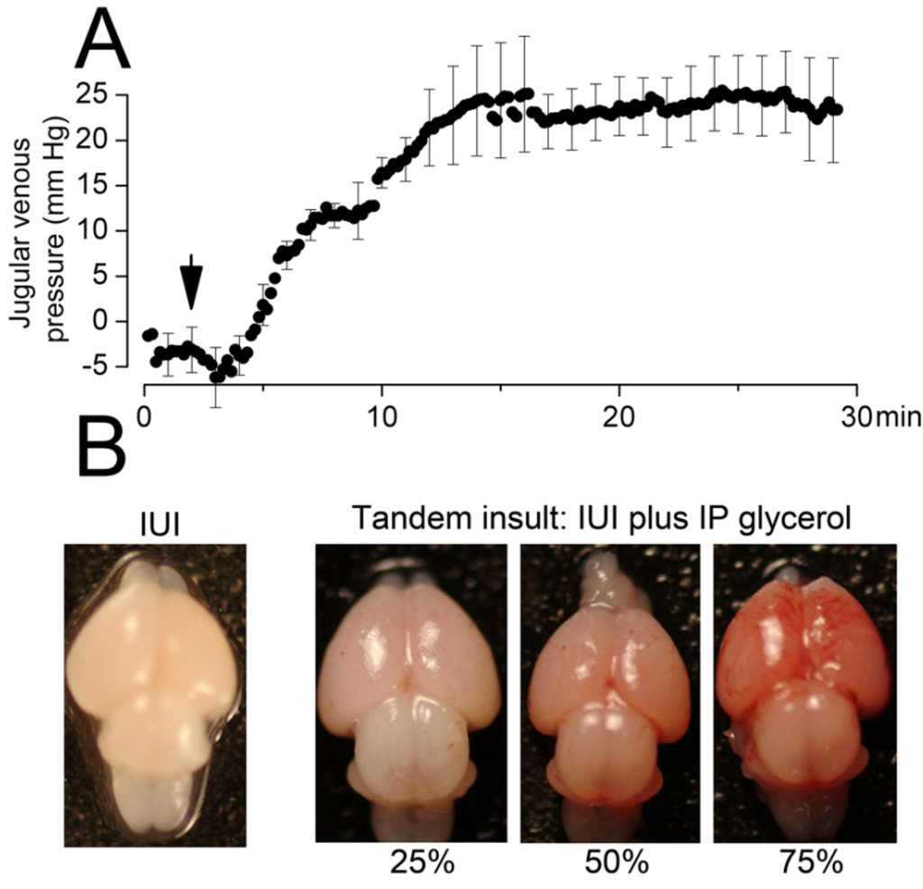 Brainsci 03 00215 g002 1024