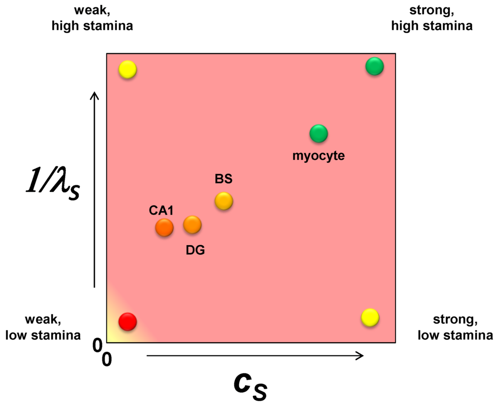 Brainsci 03 00460 g004 1024
