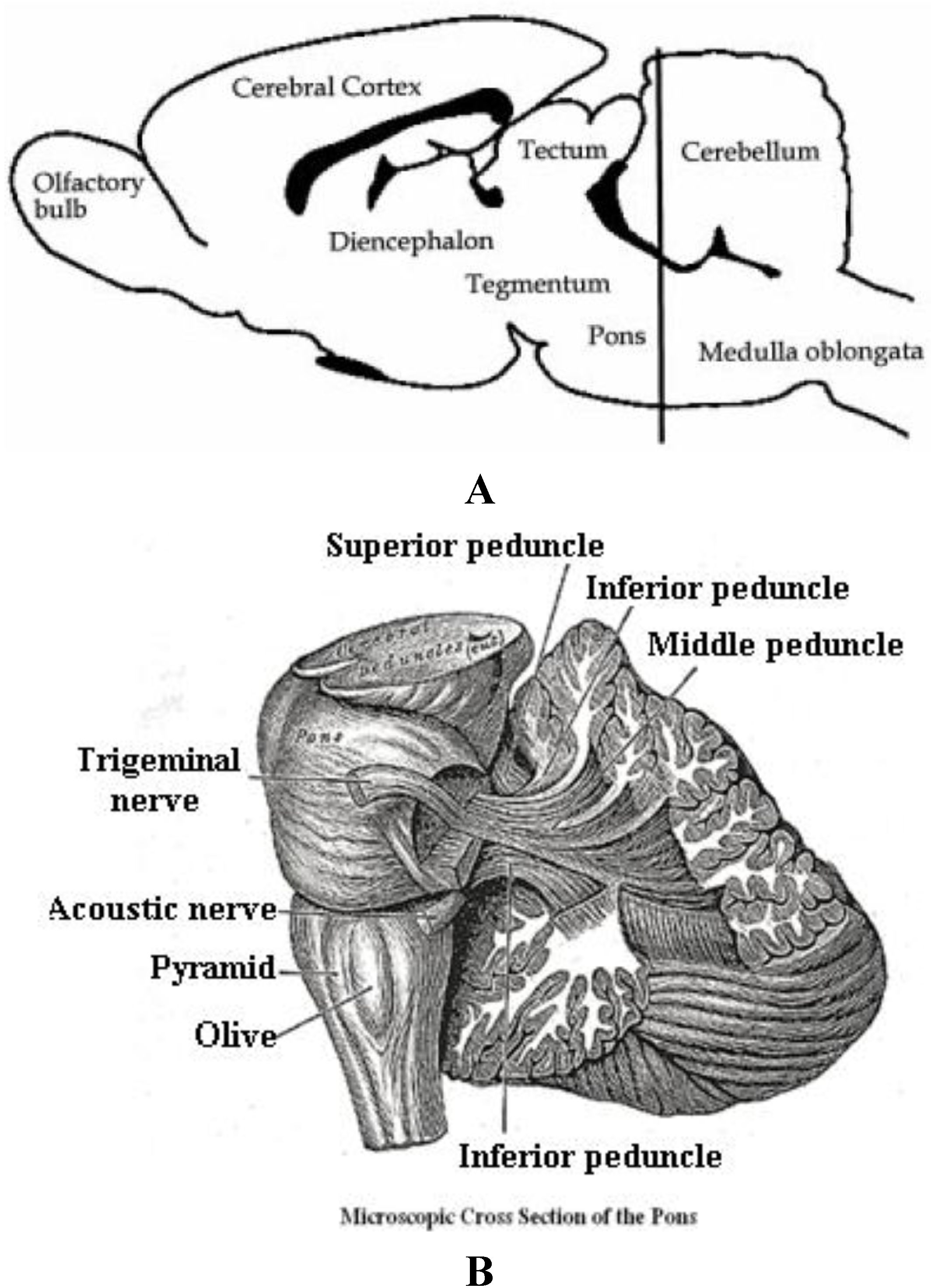 Brainsci 03 00504 g006