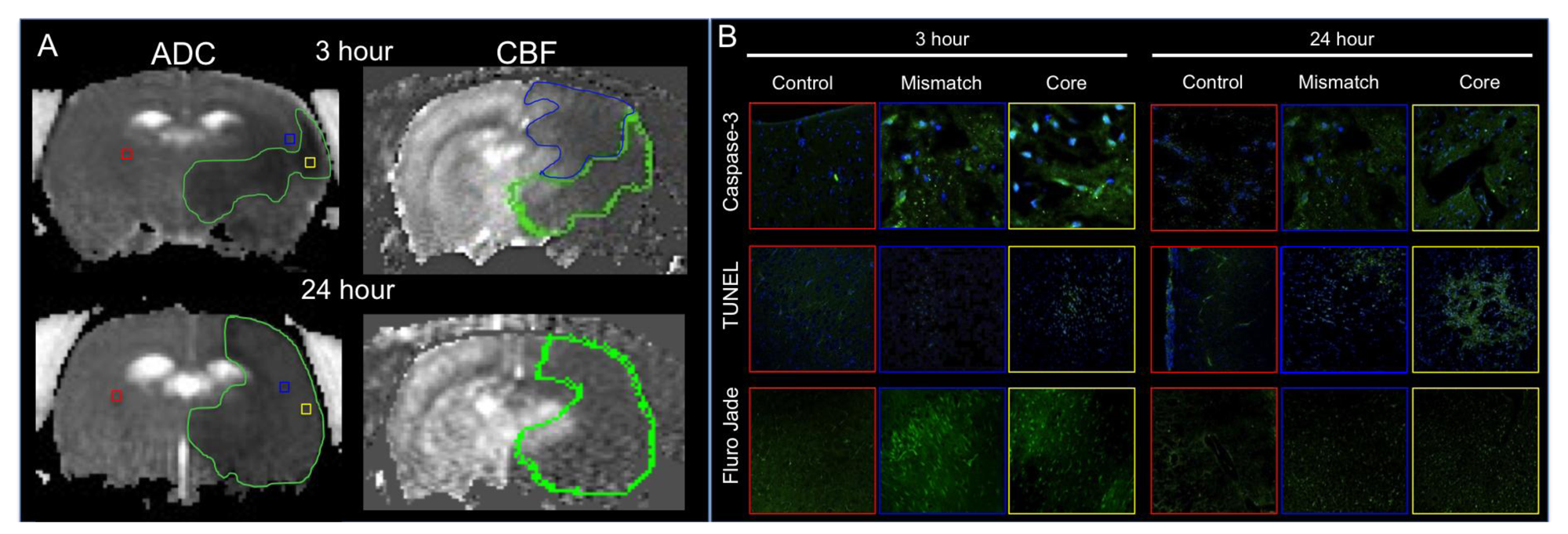 Brainsci 03 00540 g001