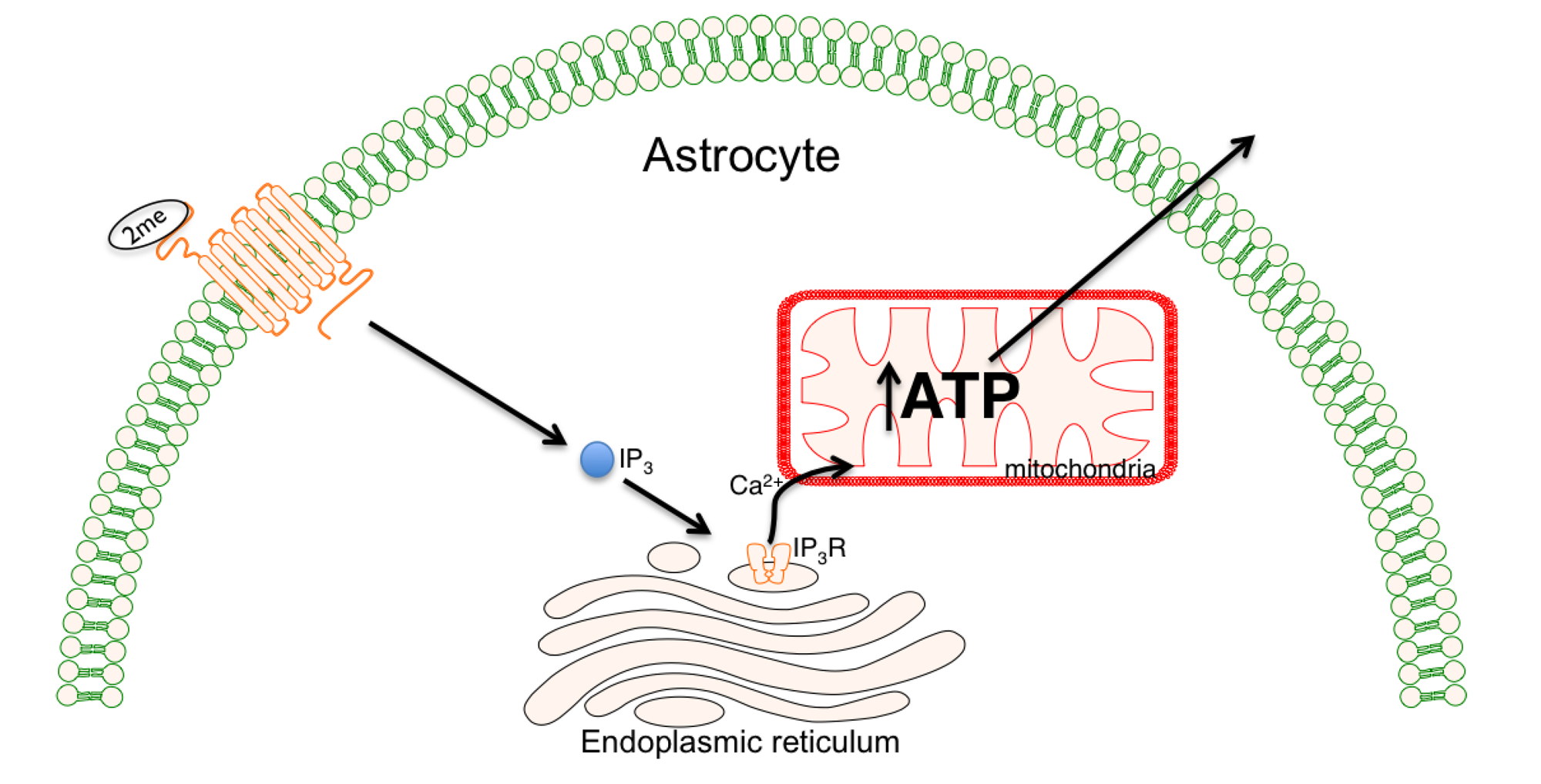 Brainsci 03 00540 g002