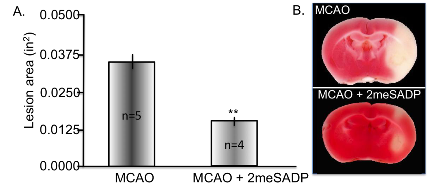 Brainsci 03 00540 g004