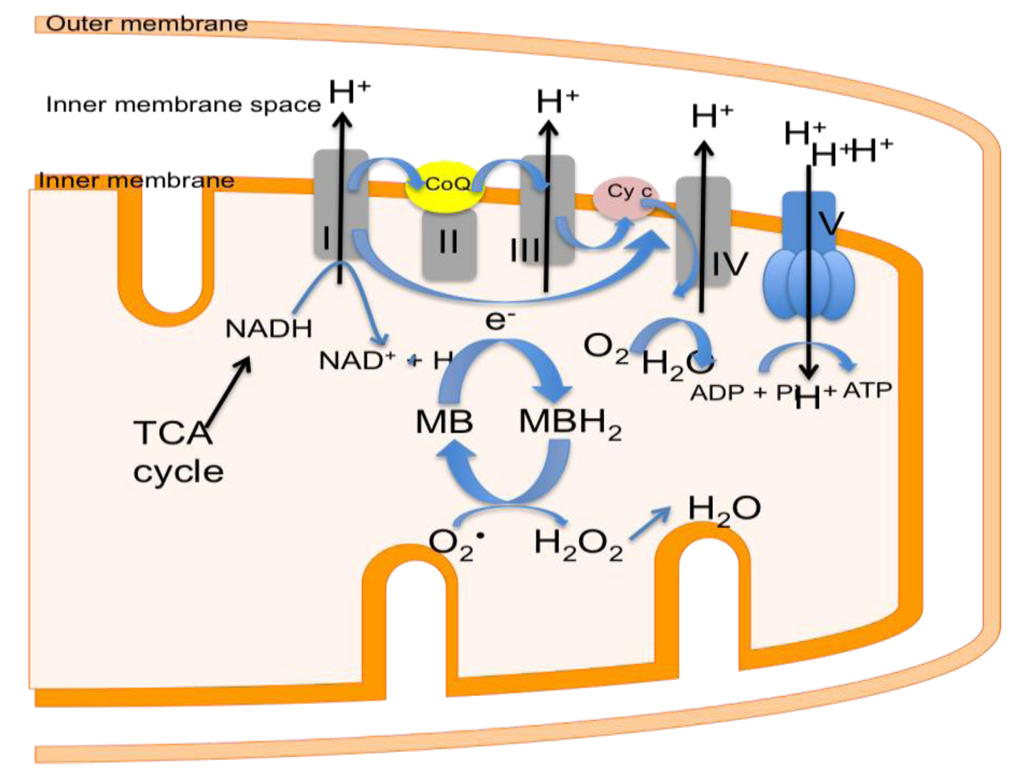 Brainsci 03 00540 g005
