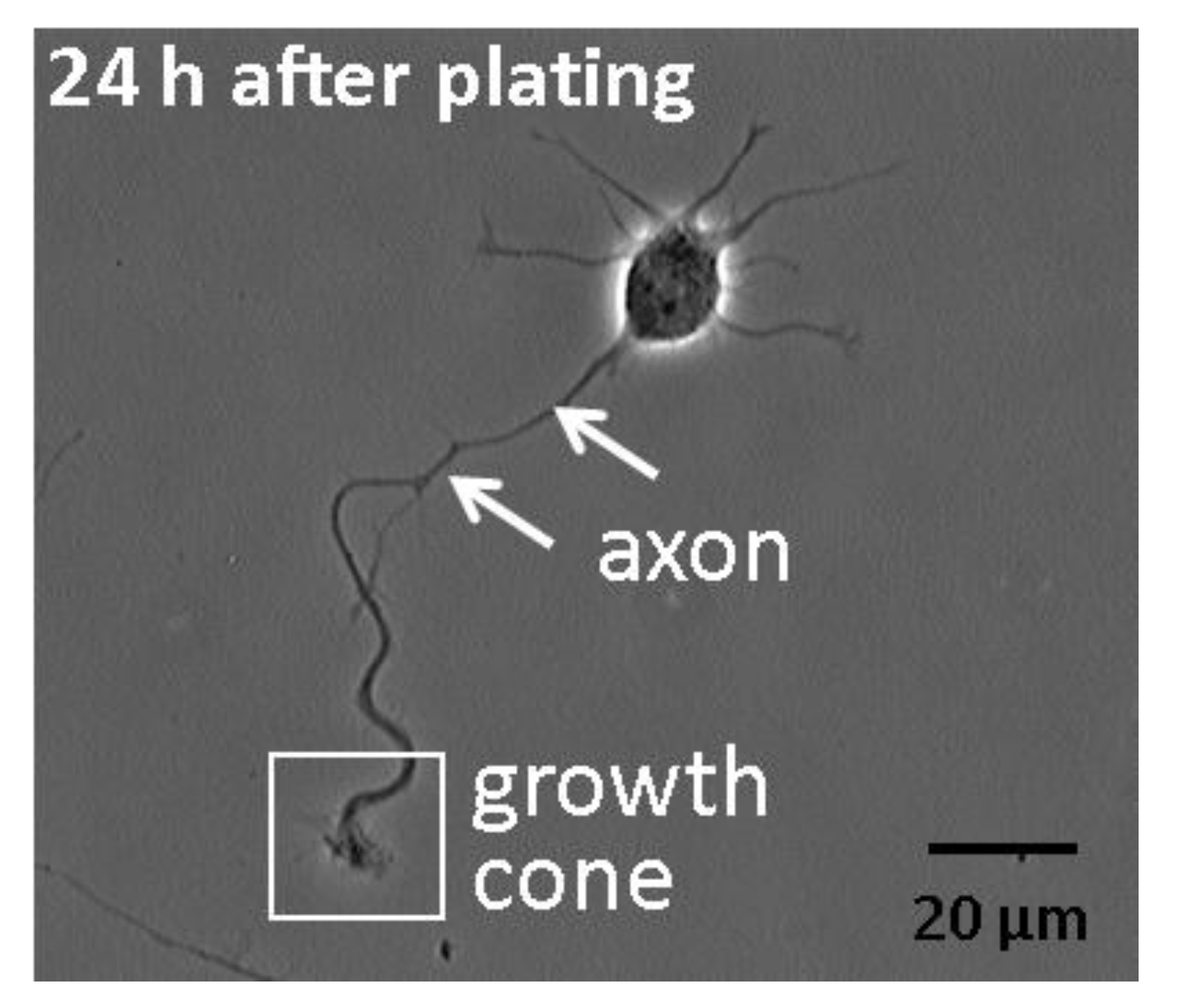 Brainsci 03 00615 g001