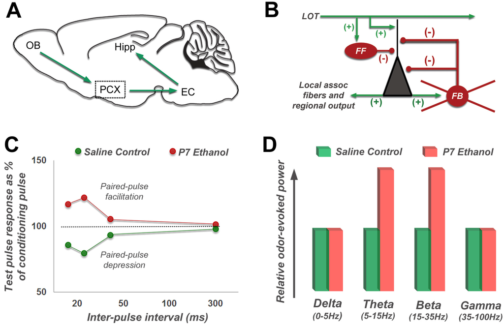 Brainsci 03 00704 g001 1024