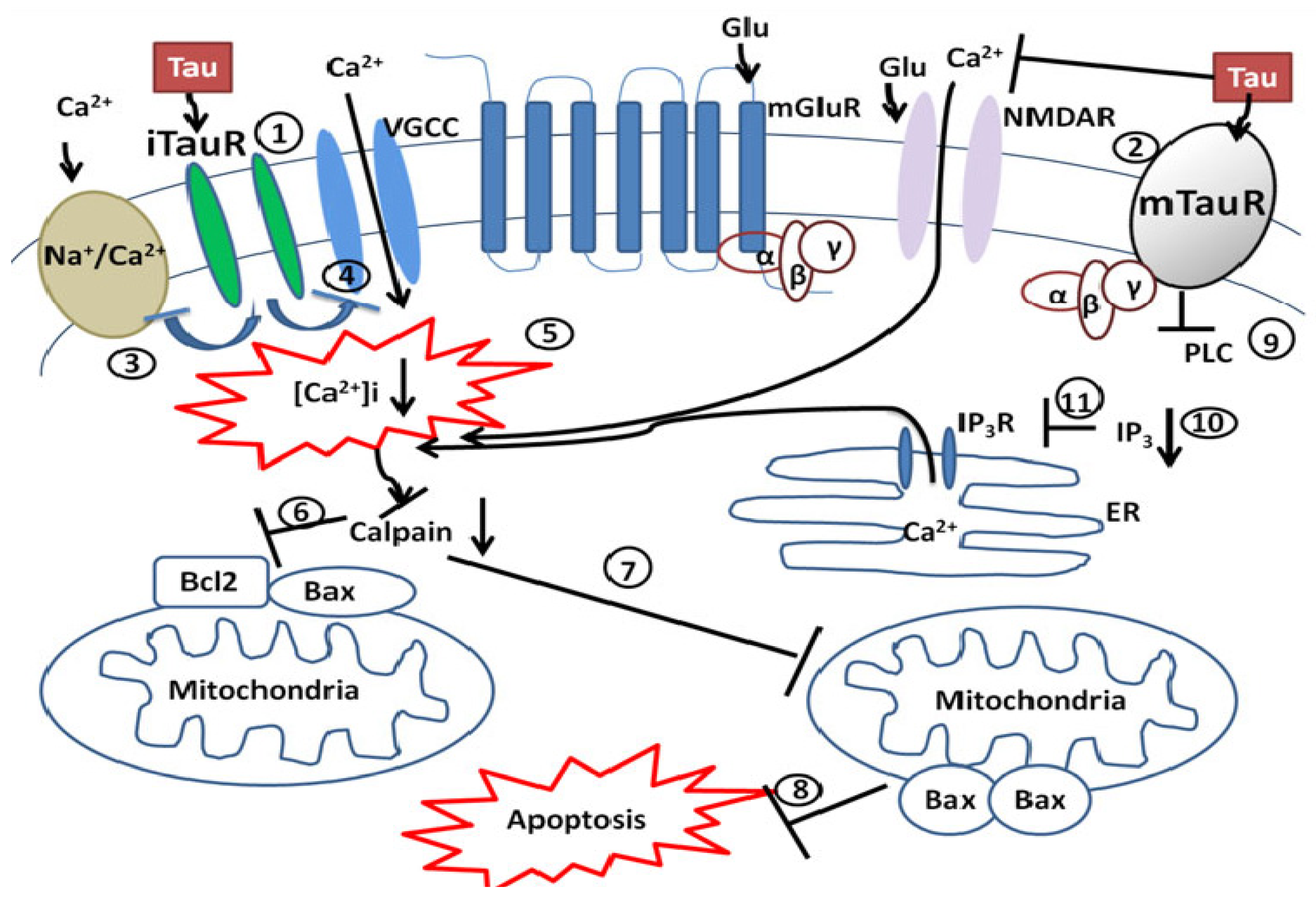 Brainsci 03 00877 g003