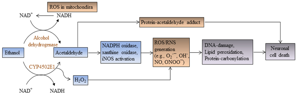 Brainsci 03 00941 g002 1024