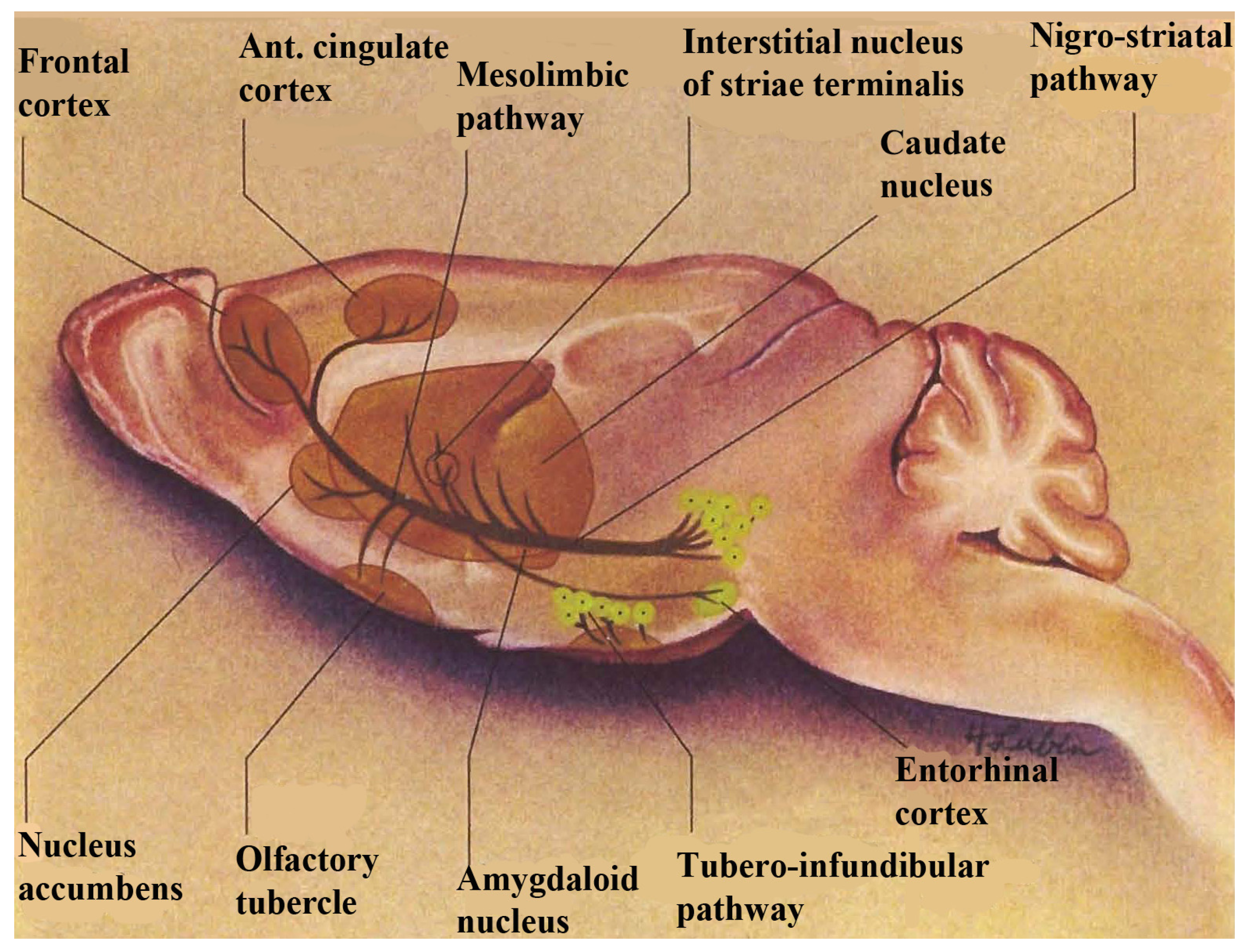 Brainsci 03 00992 g001