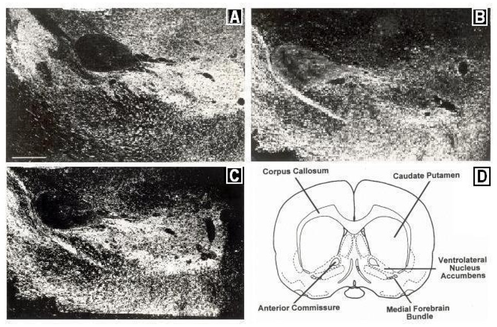 Brainsci 03 00992 g002 1024