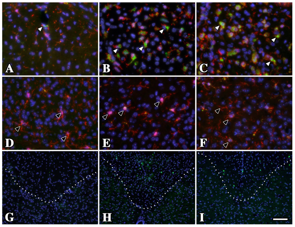 Brainsci 03 01417 g003 1024