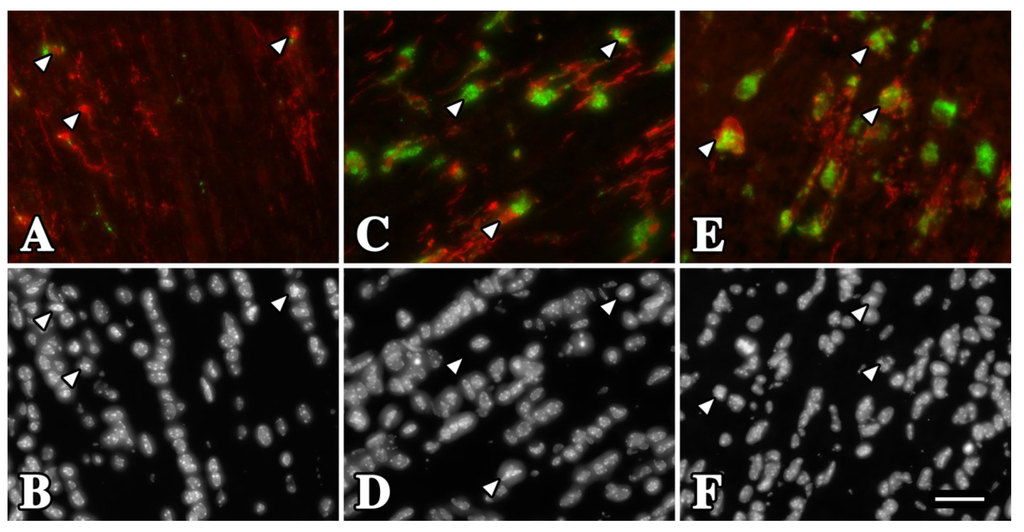 Brainsci 03 01417 g004 1024