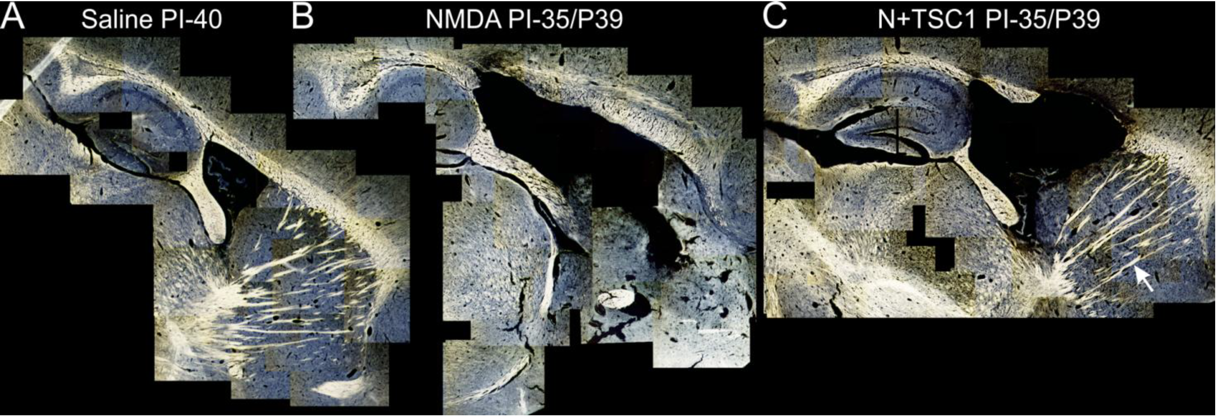 Brainsci 03 01461 g004