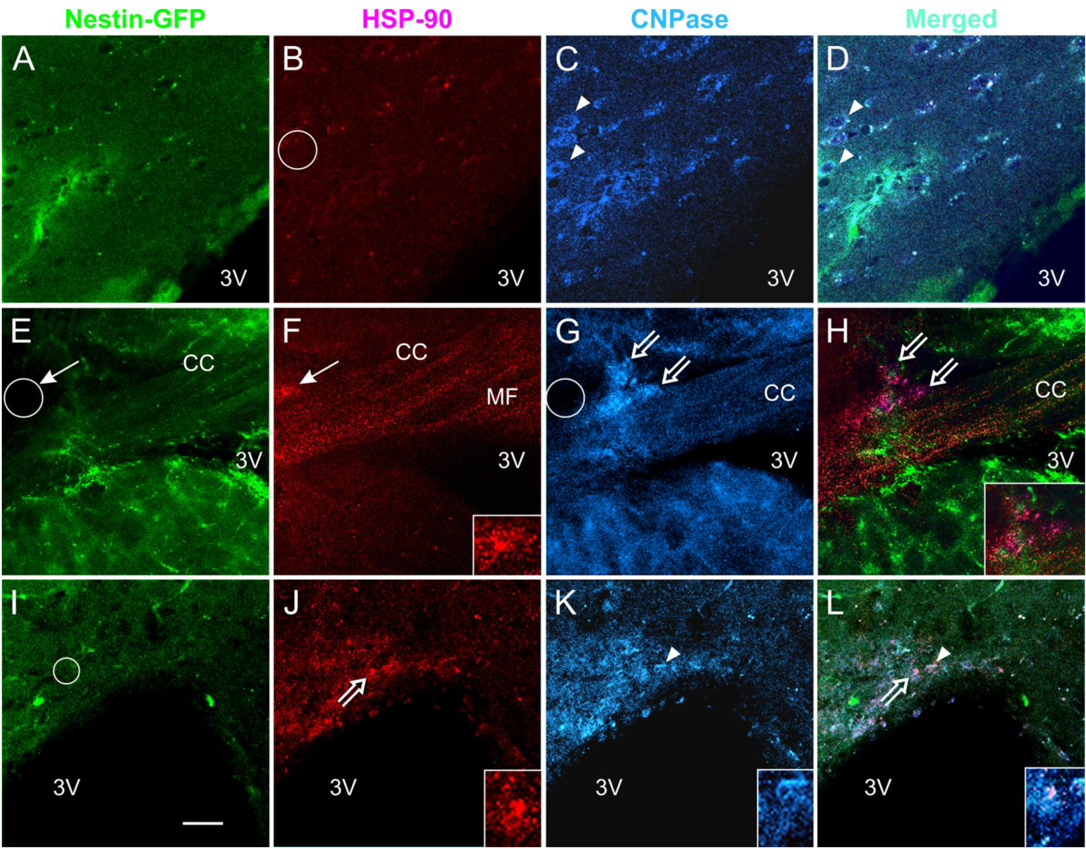 Brainsci 03 01461 g006