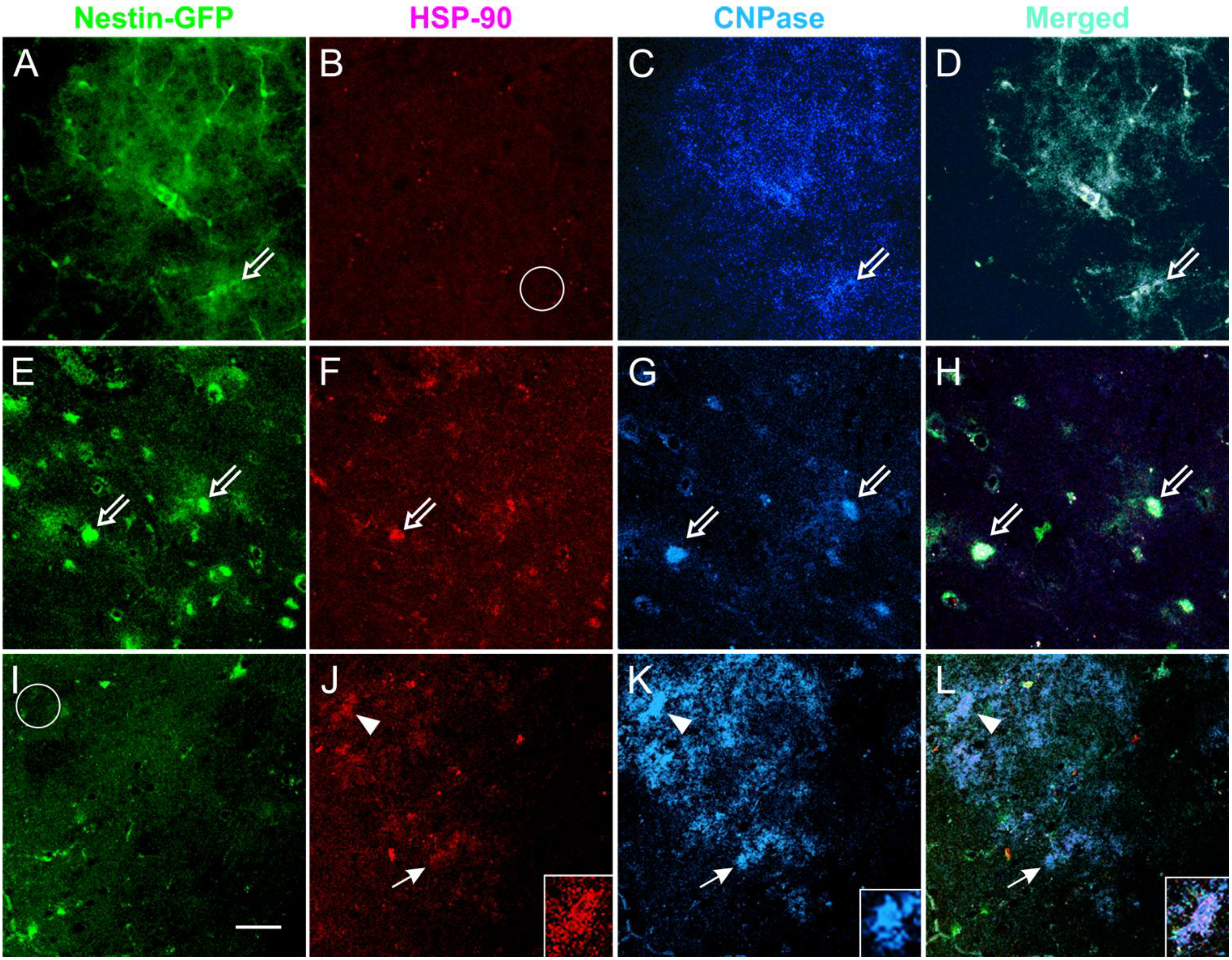 Brainsci 03 01461 g007