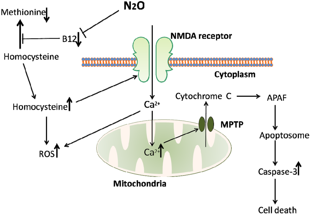 Brainsci 04 00073 g001 1024