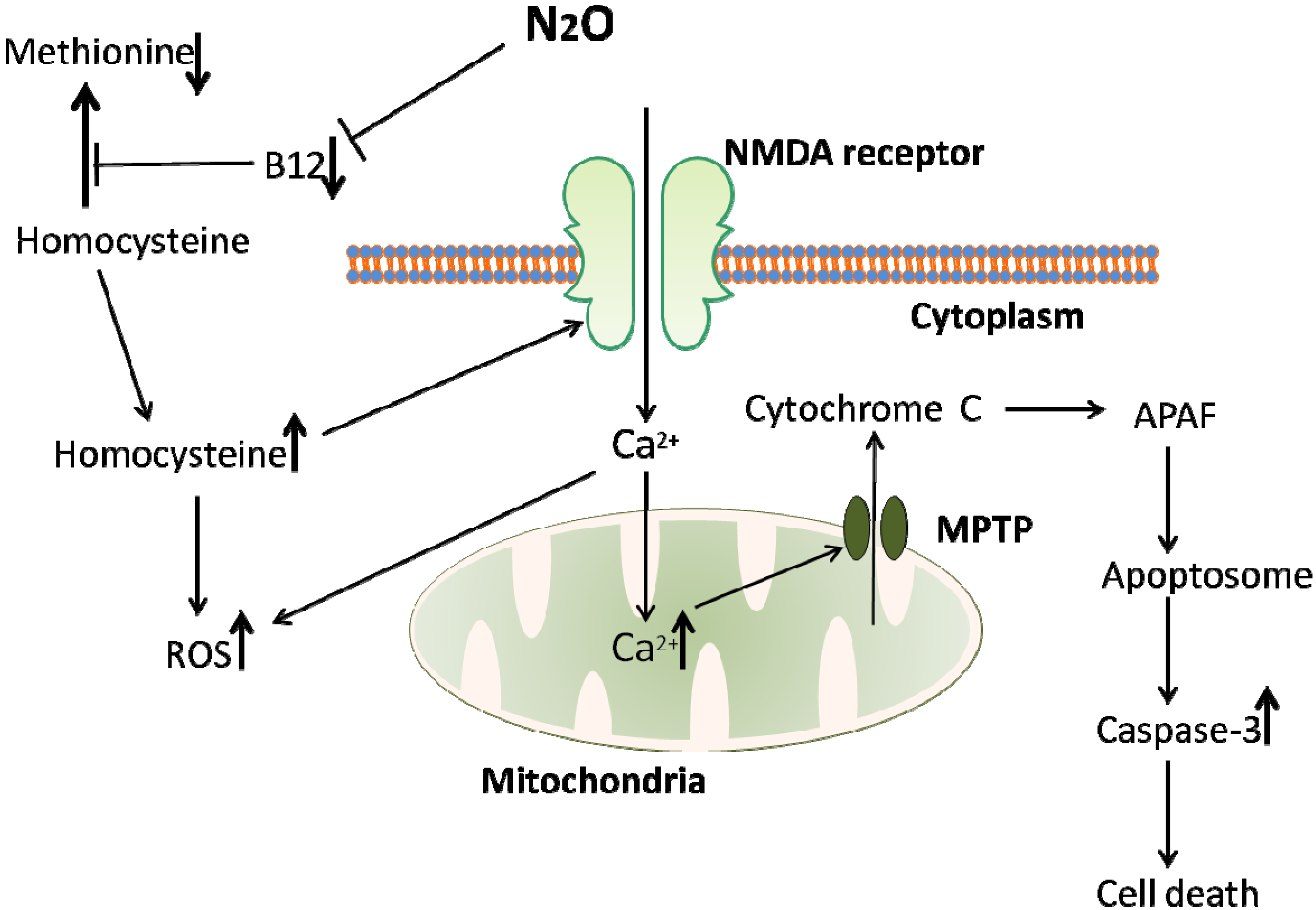 Brainsci 04 00073 g001