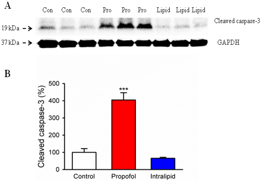 Brainsci 04 00356 g002 1024