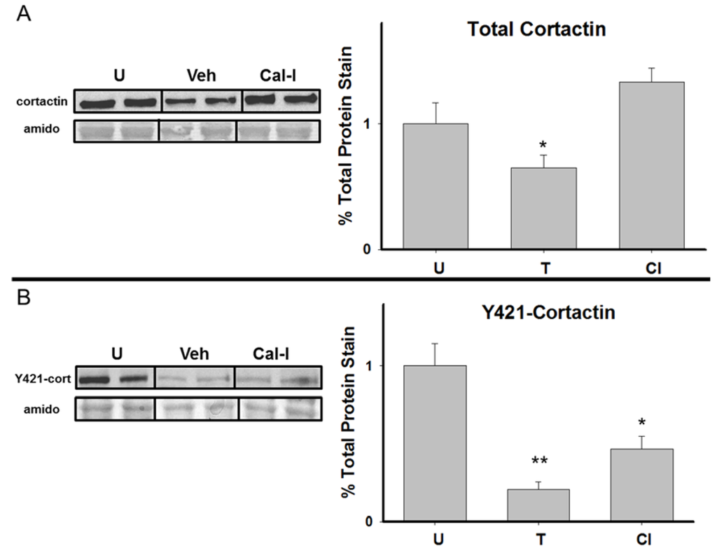 Brainsci 05 00241 g005 1024