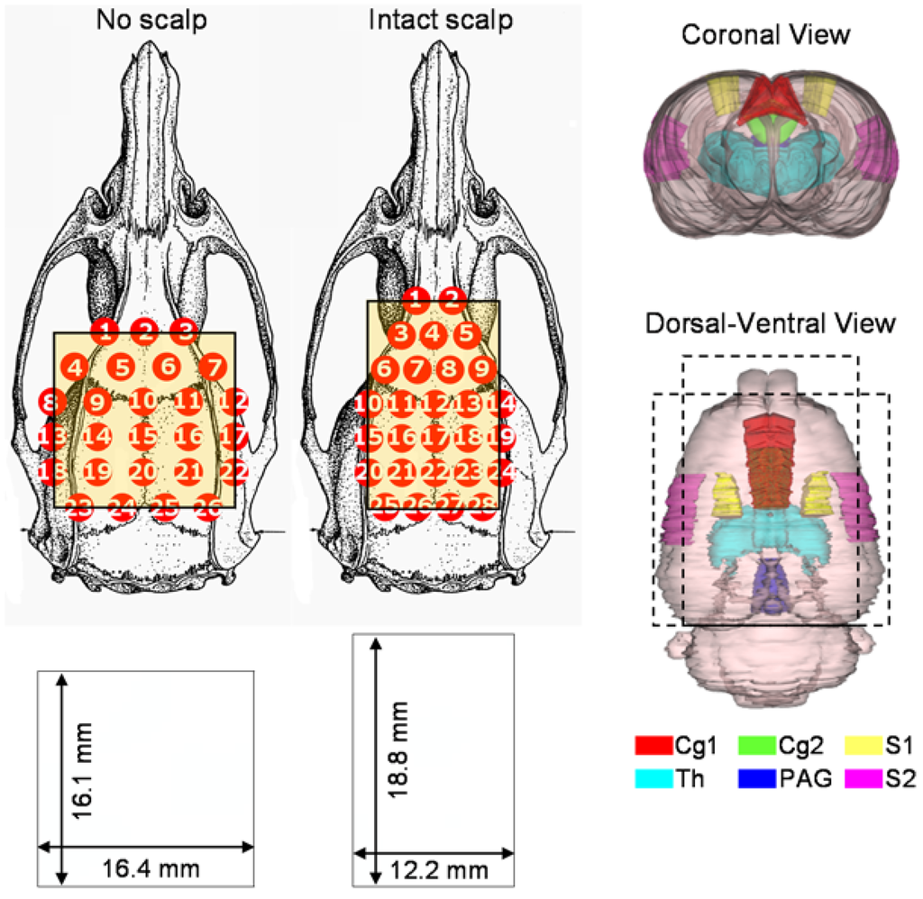 Brainsci 05 00387 g001 1024