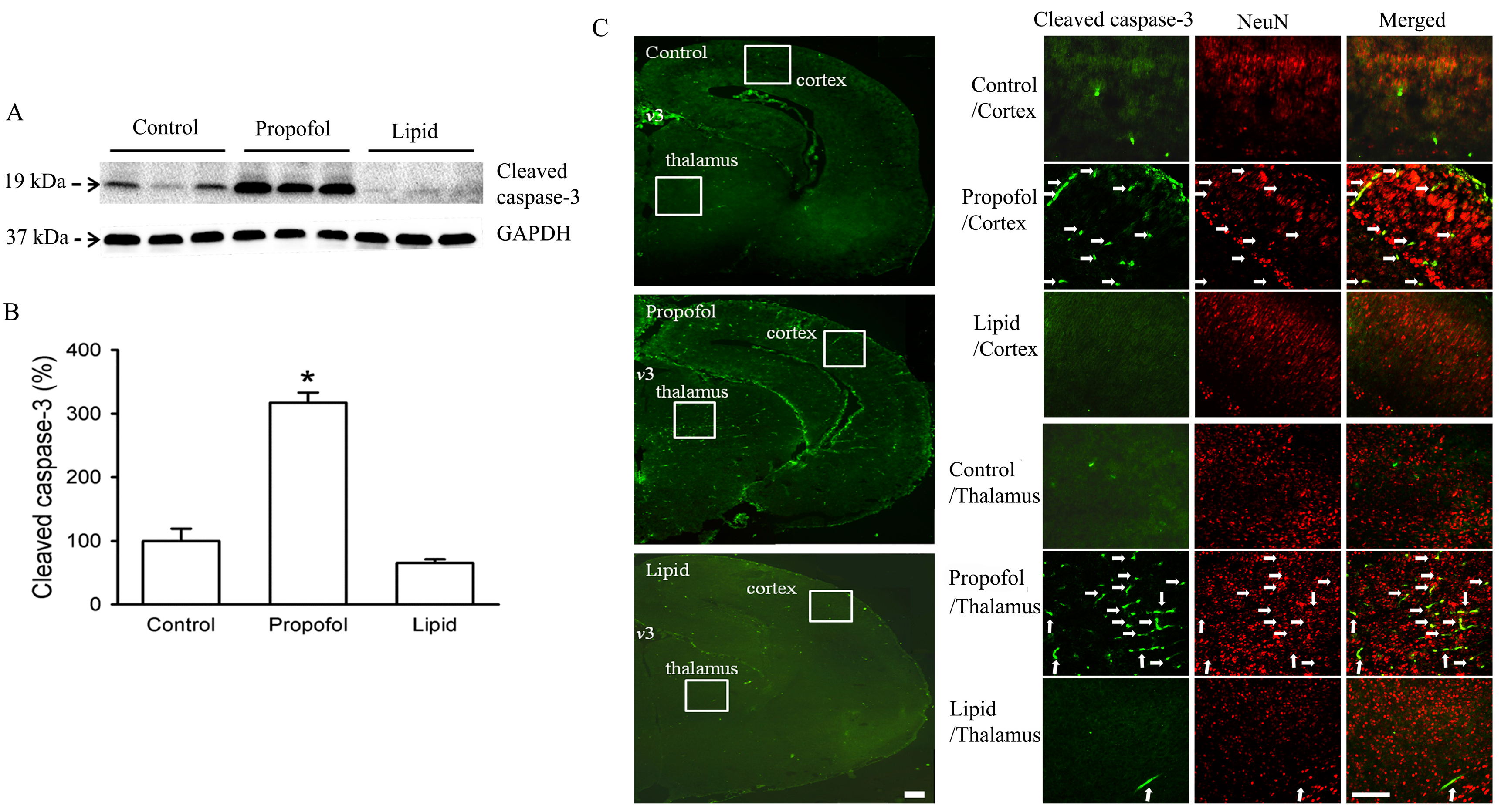 Brainsci 06 00011 g001