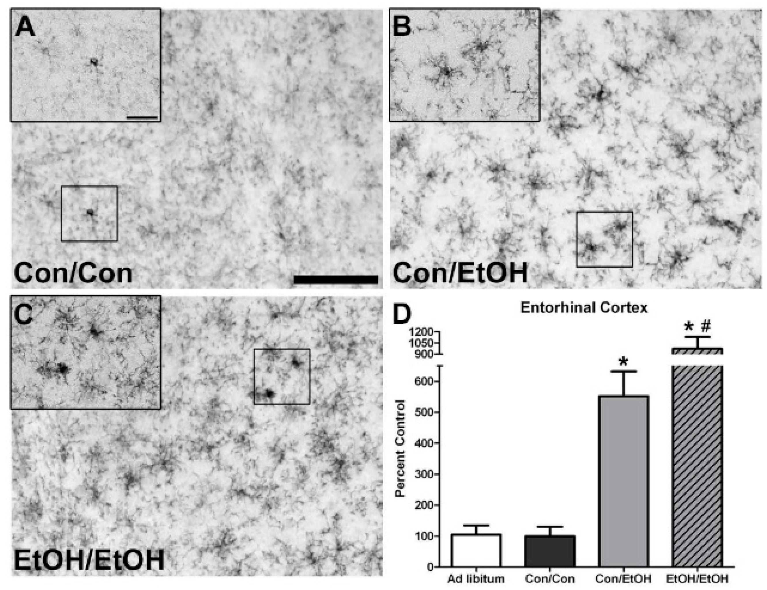 Brainsci 06 00016 g002