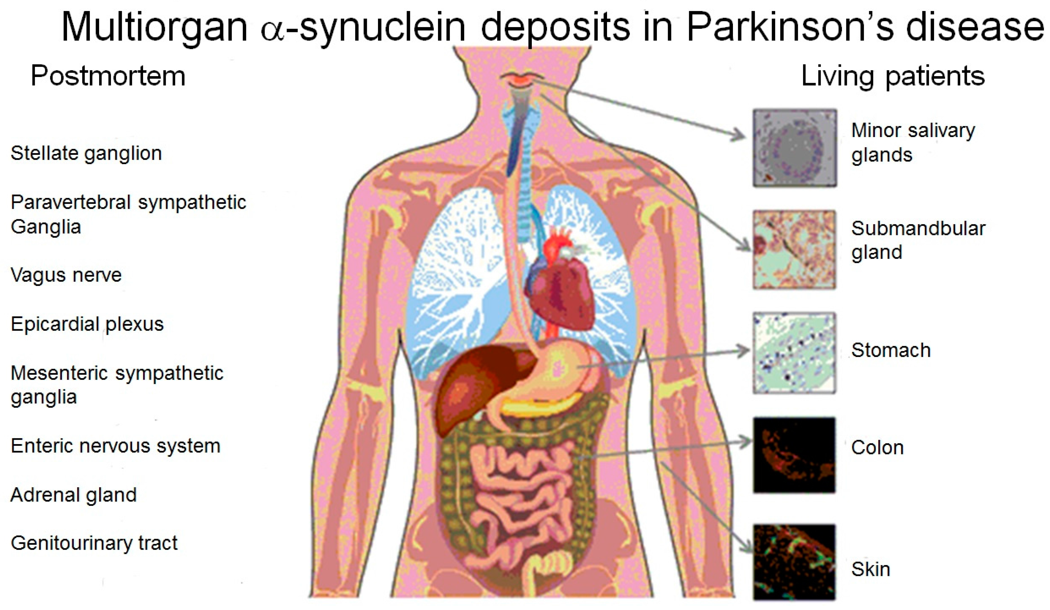 Brainsci 06 00017 g001