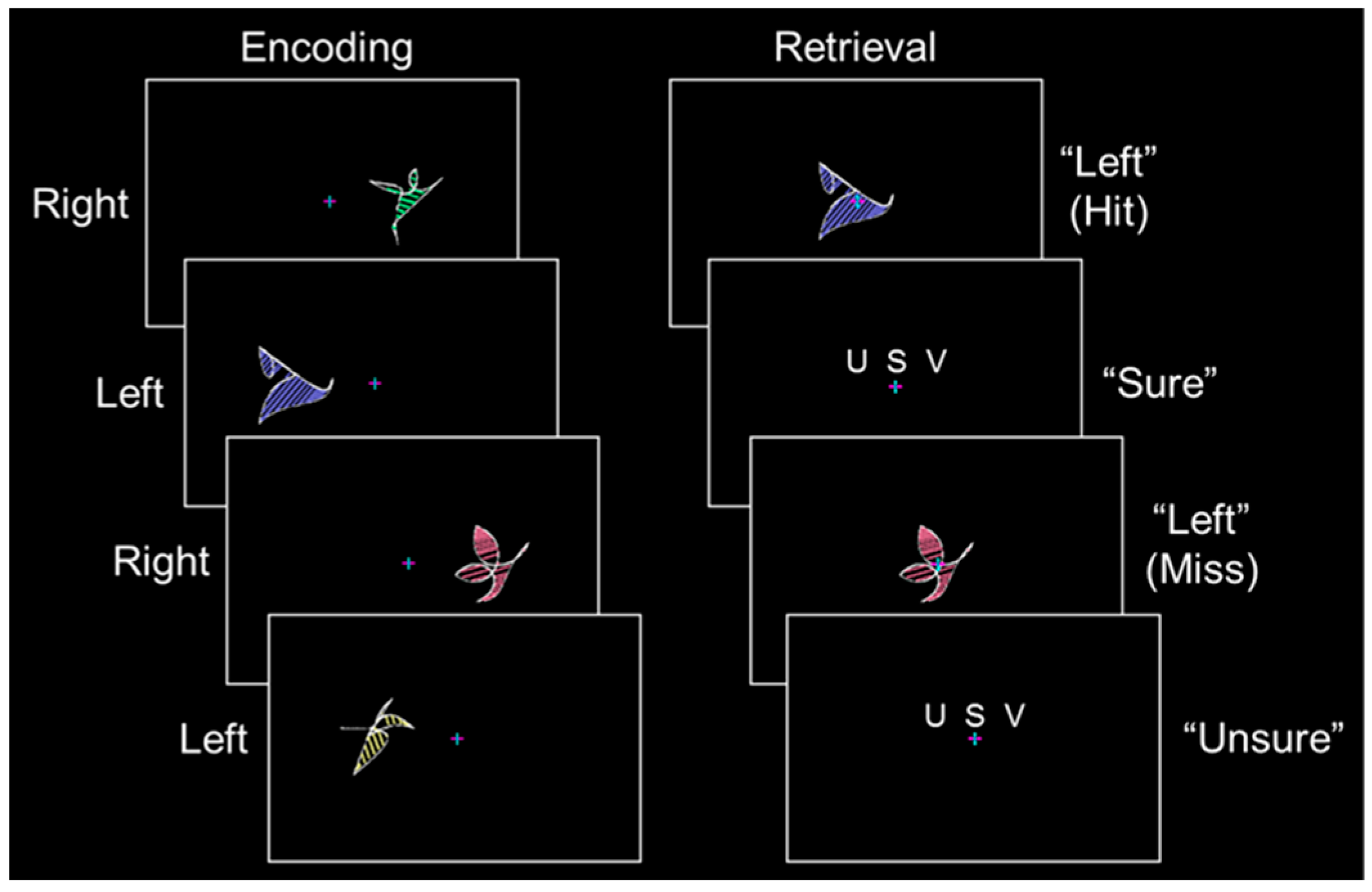Brainsci 06 00037 g002