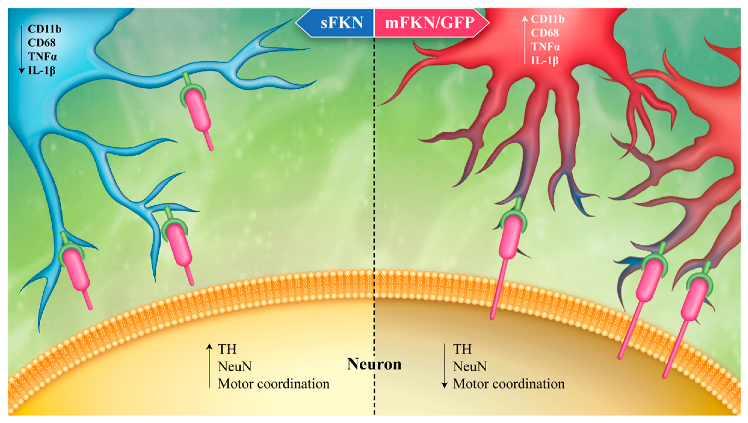 Brainsci 06 00041 g001