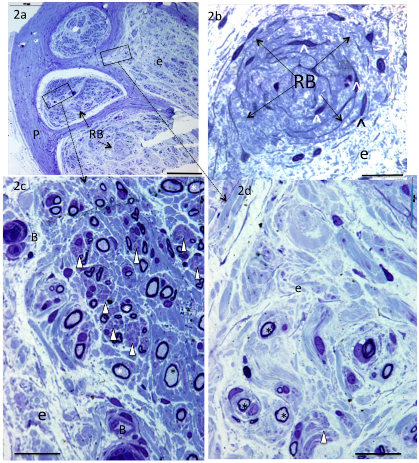Brainsci 06 00042 g002
