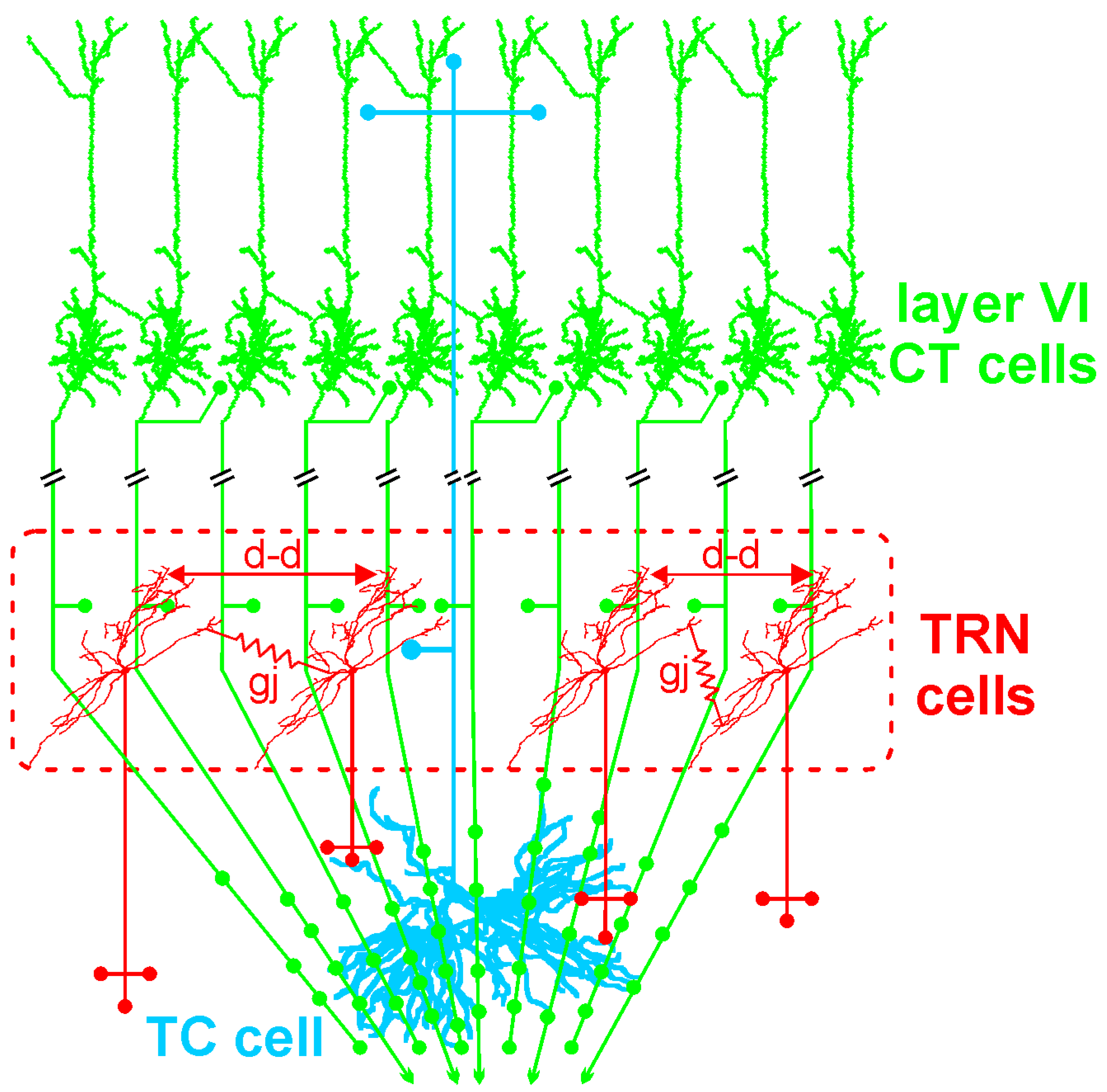 Brainsci 07 00034 g002