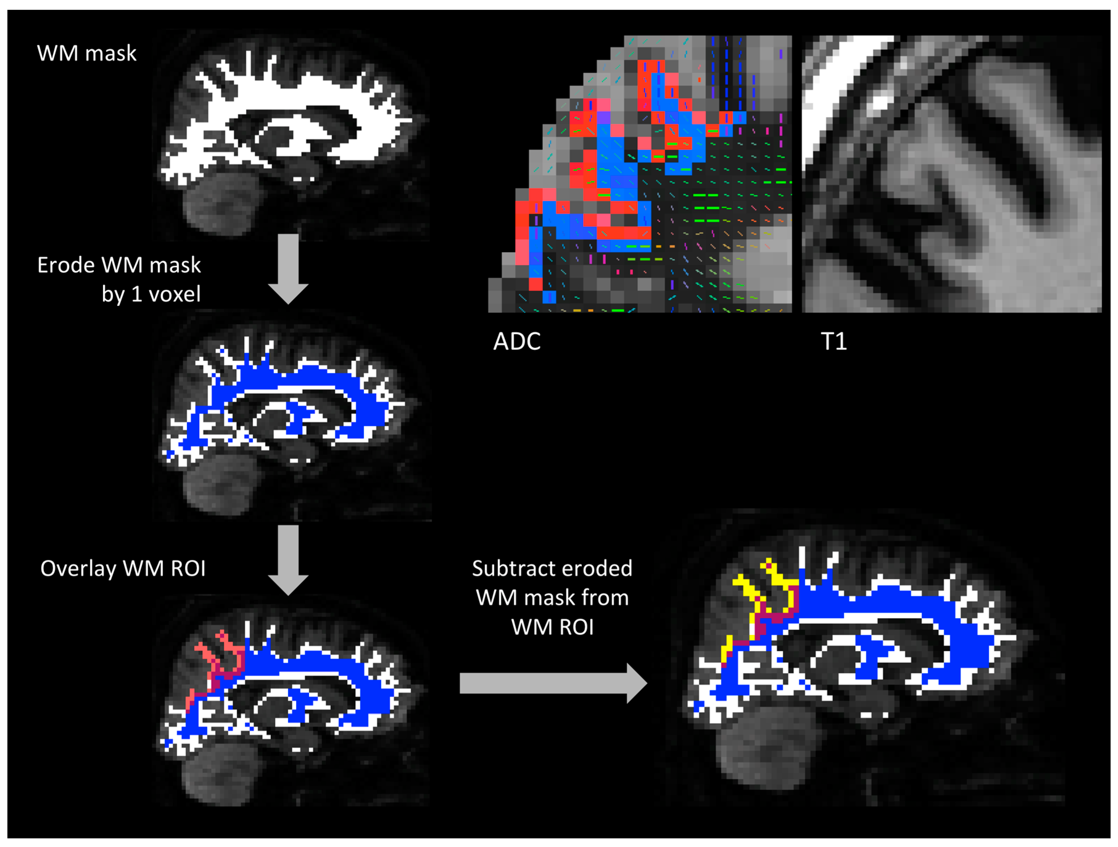 Brainsci 07 00037 g001