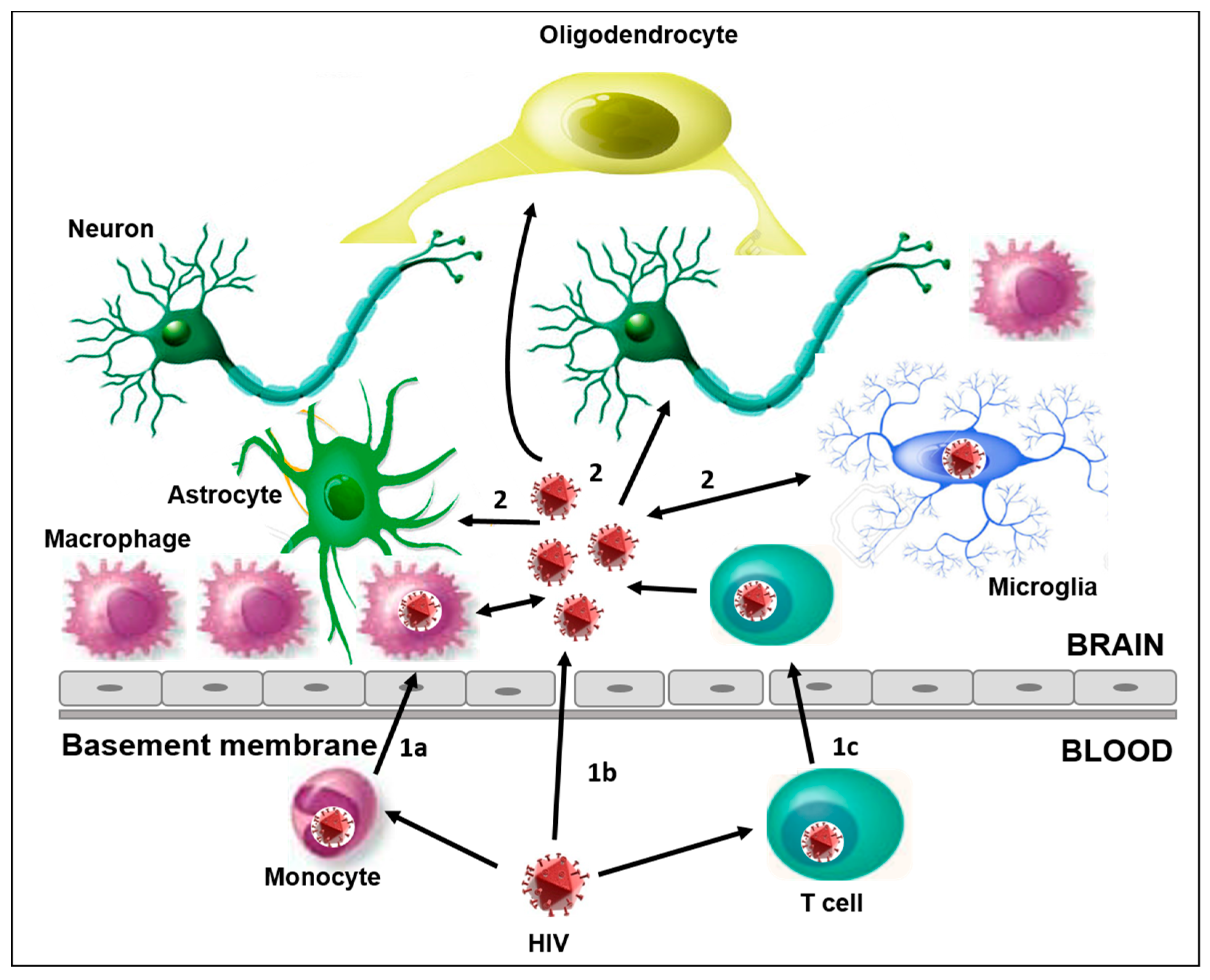 Brainsci 07 00038 g001