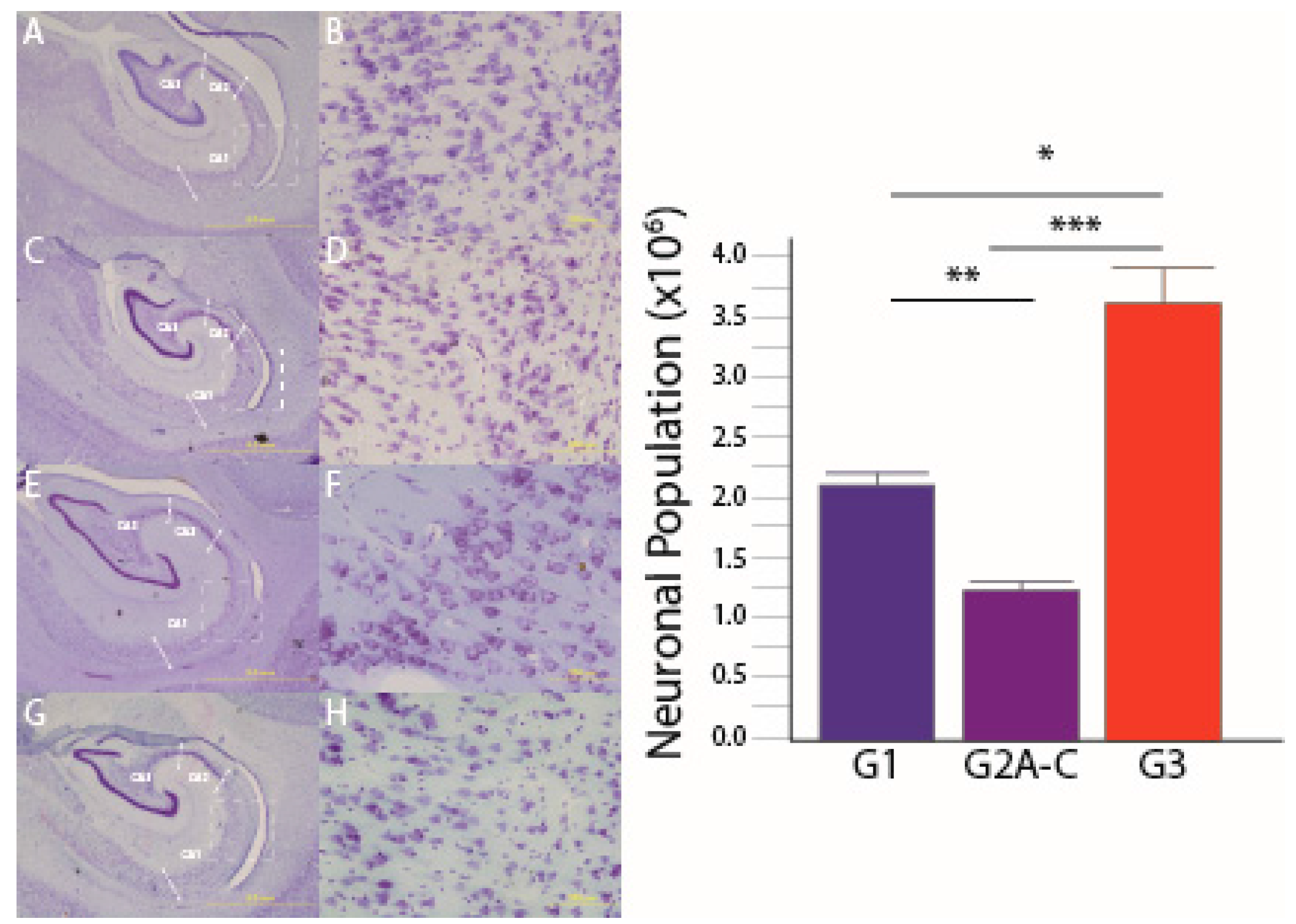 Brainsci 07 00040 g001