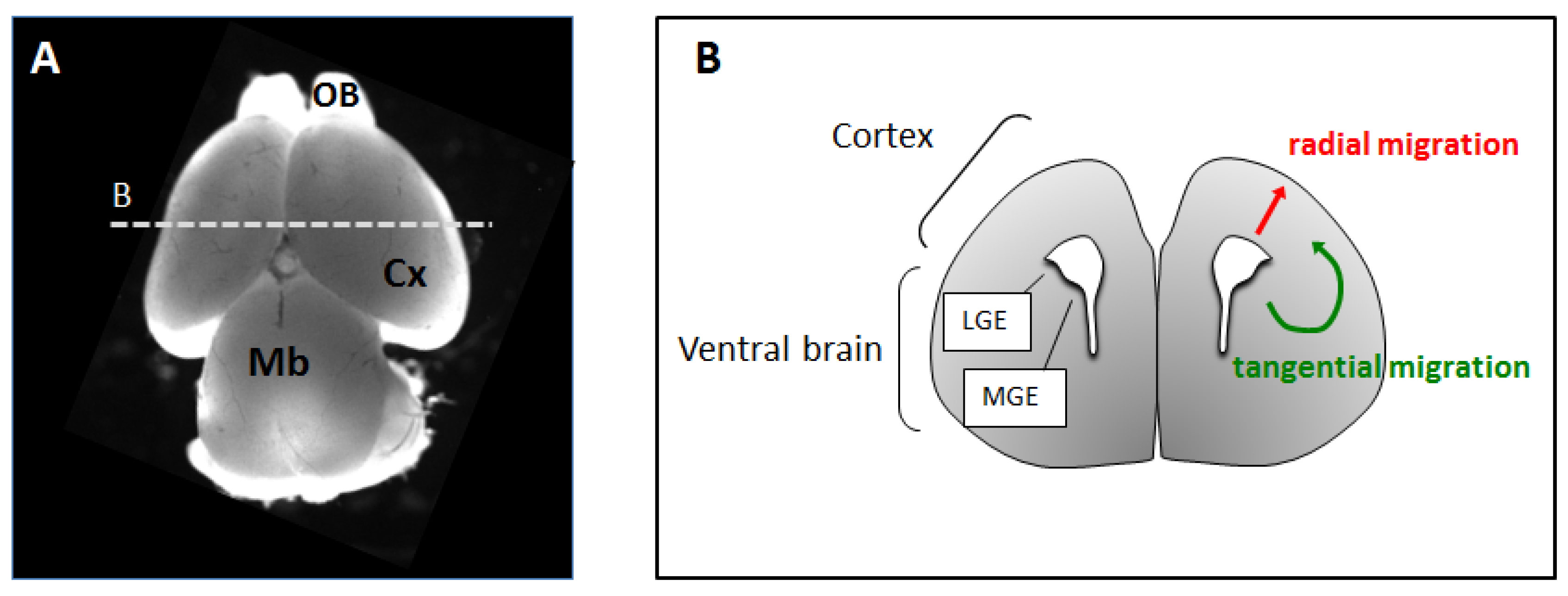 Brainsci 07 00048 g001