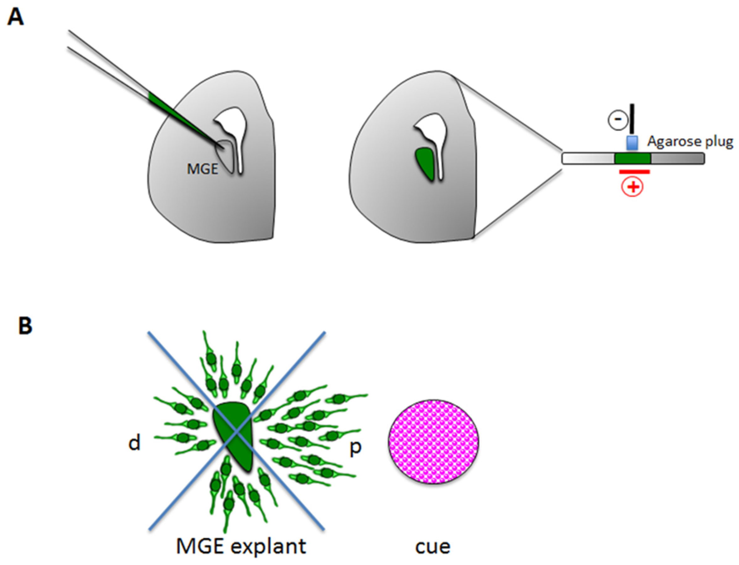 Brainsci 07 00048 g003