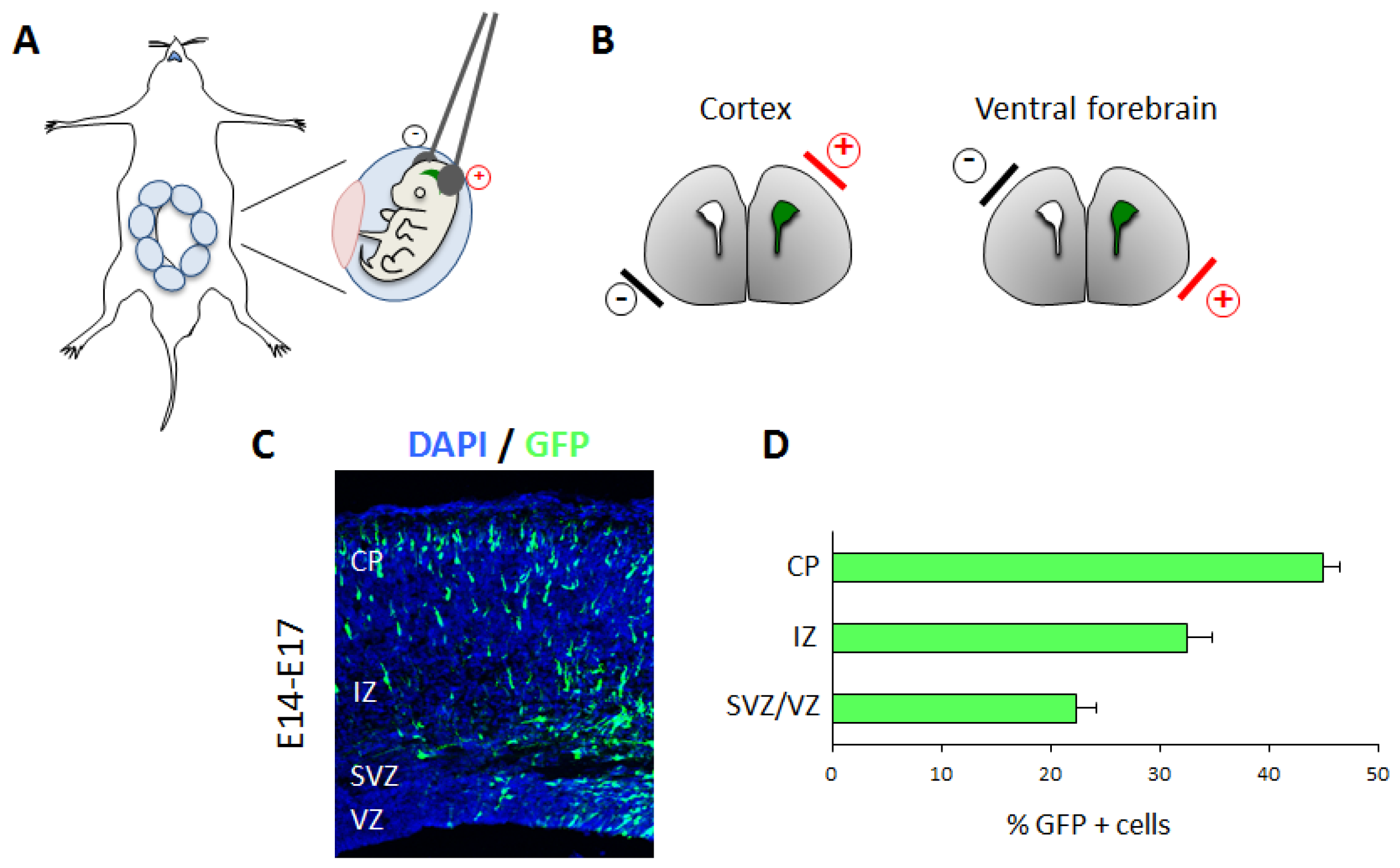 Brainsci 07 00048 g004