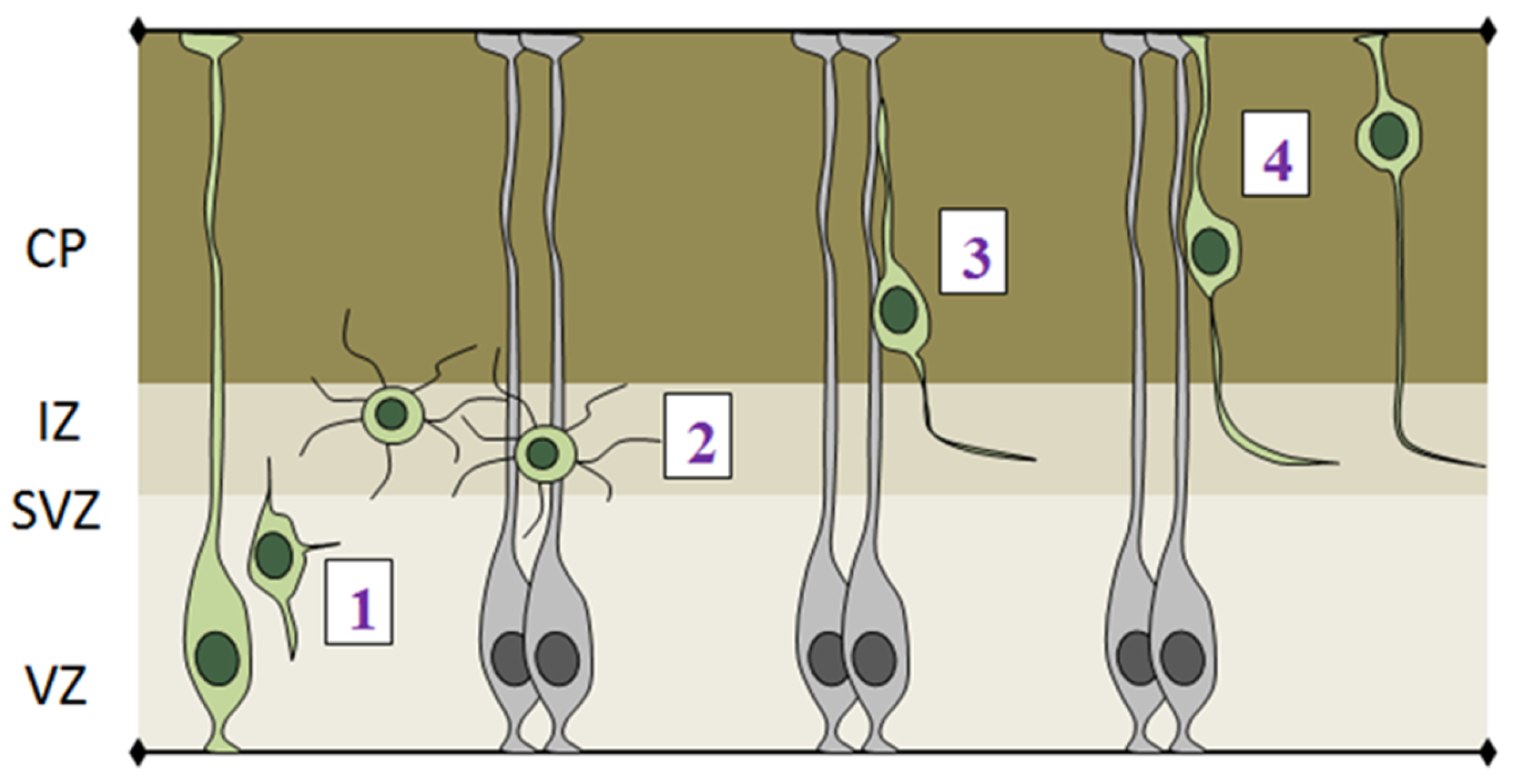 Brainsci 07 00048 g005