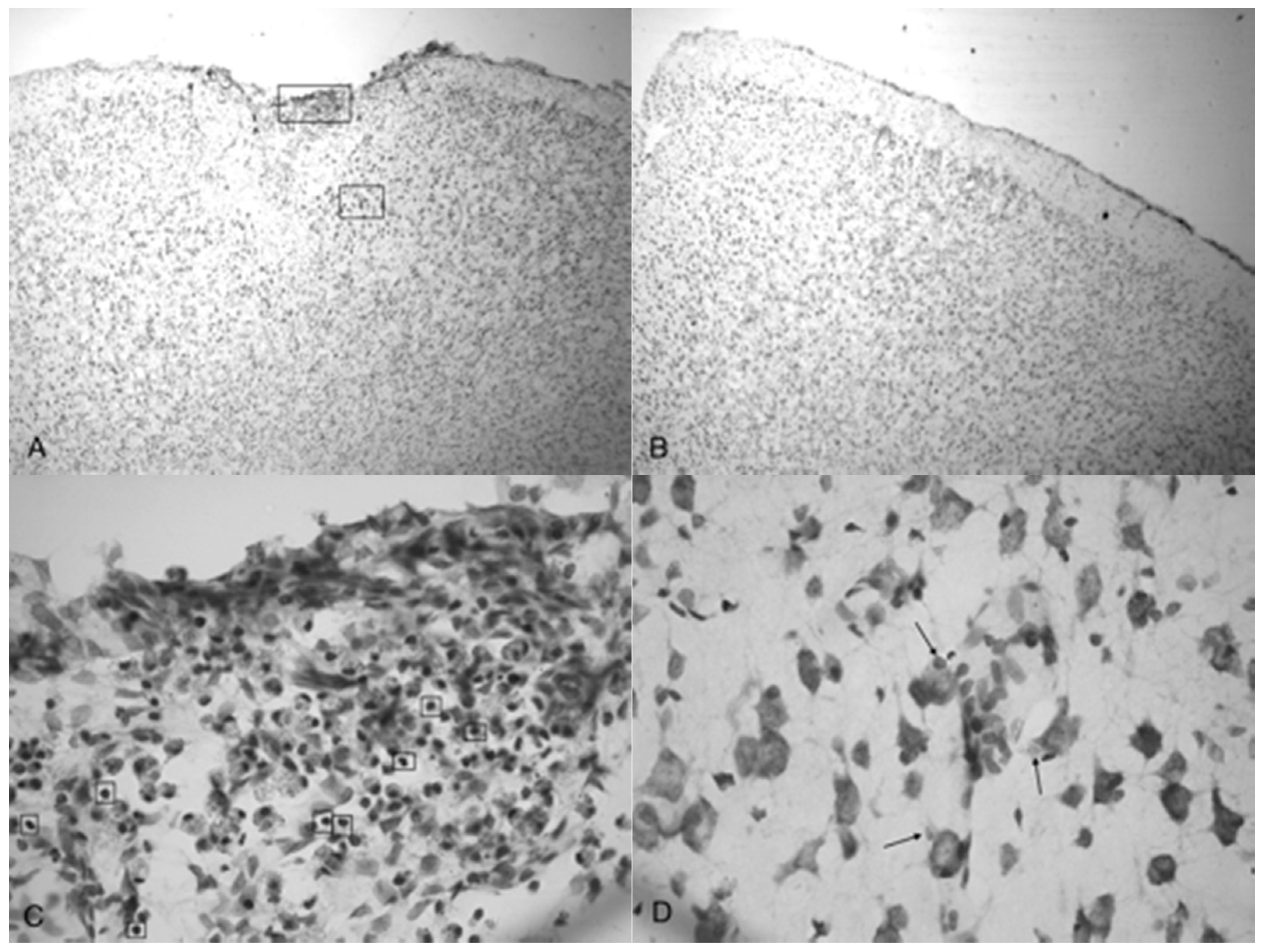 Brainsci 07 00059 g005