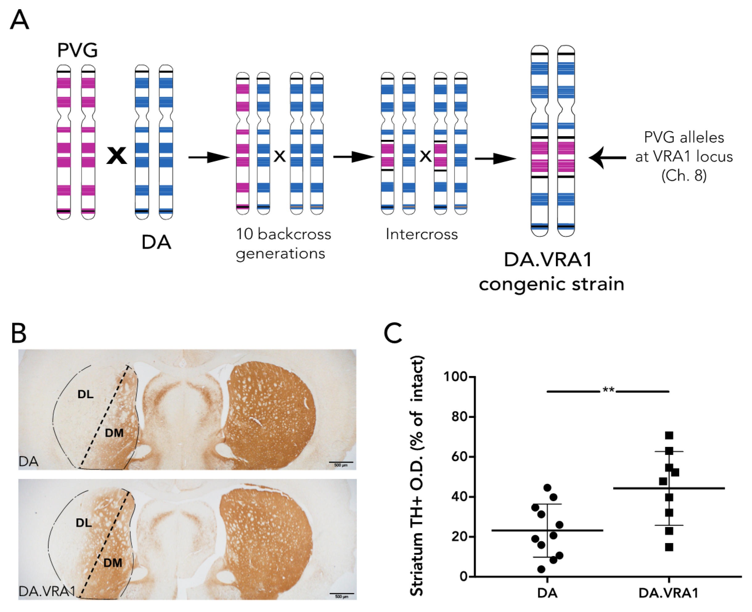 Brainsci 07 00073 g001