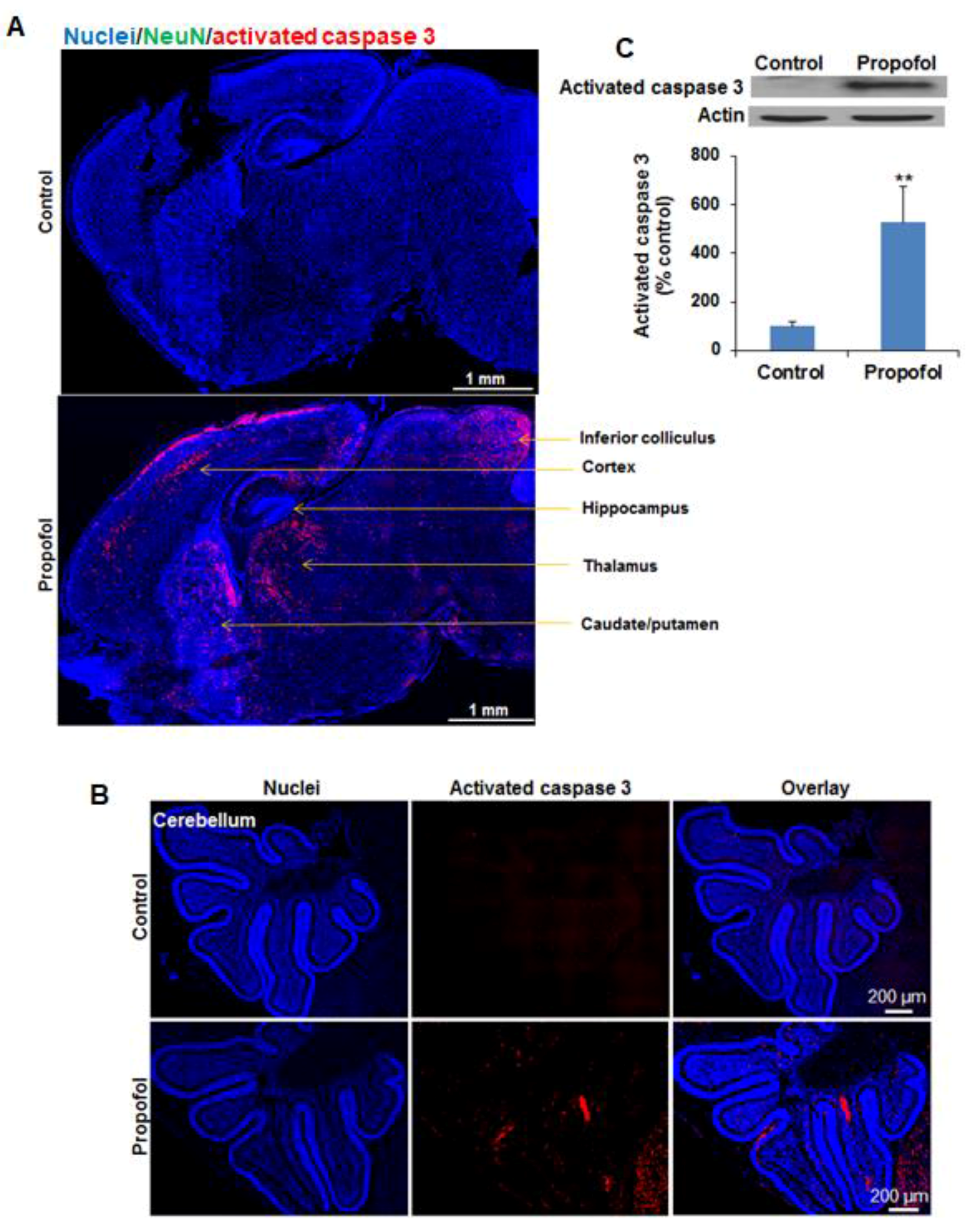 Brainsci 07 00130 g001