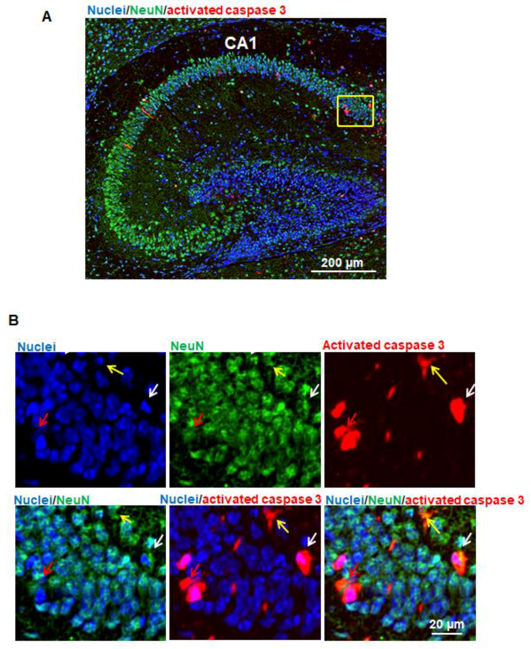 Brainsci 07 00130 g003