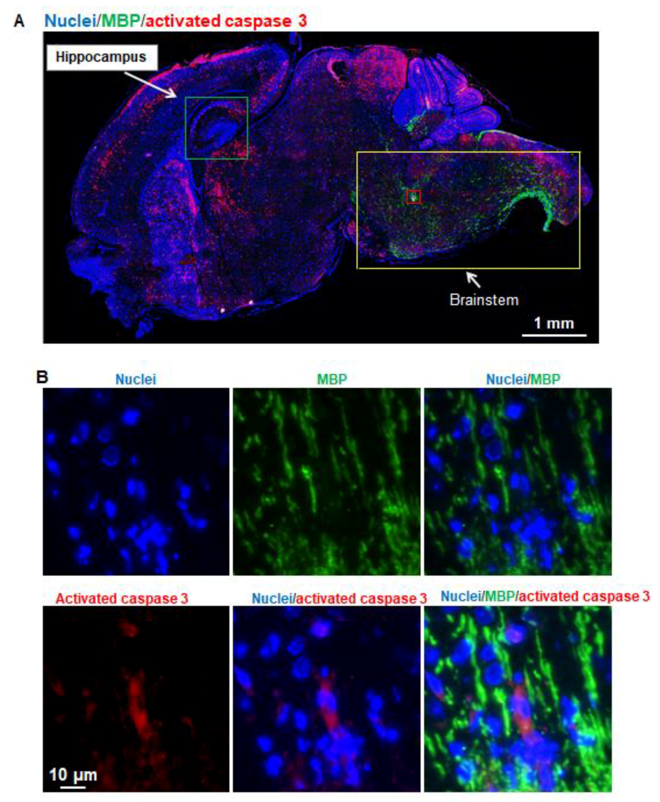 Brainsci 07 00130 g005