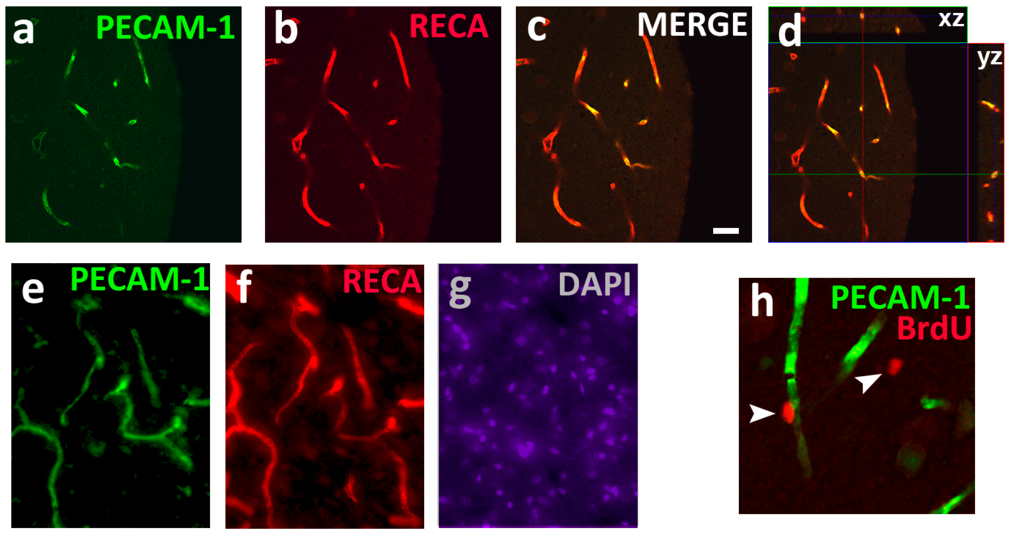 Brainsci 07 00131 g001