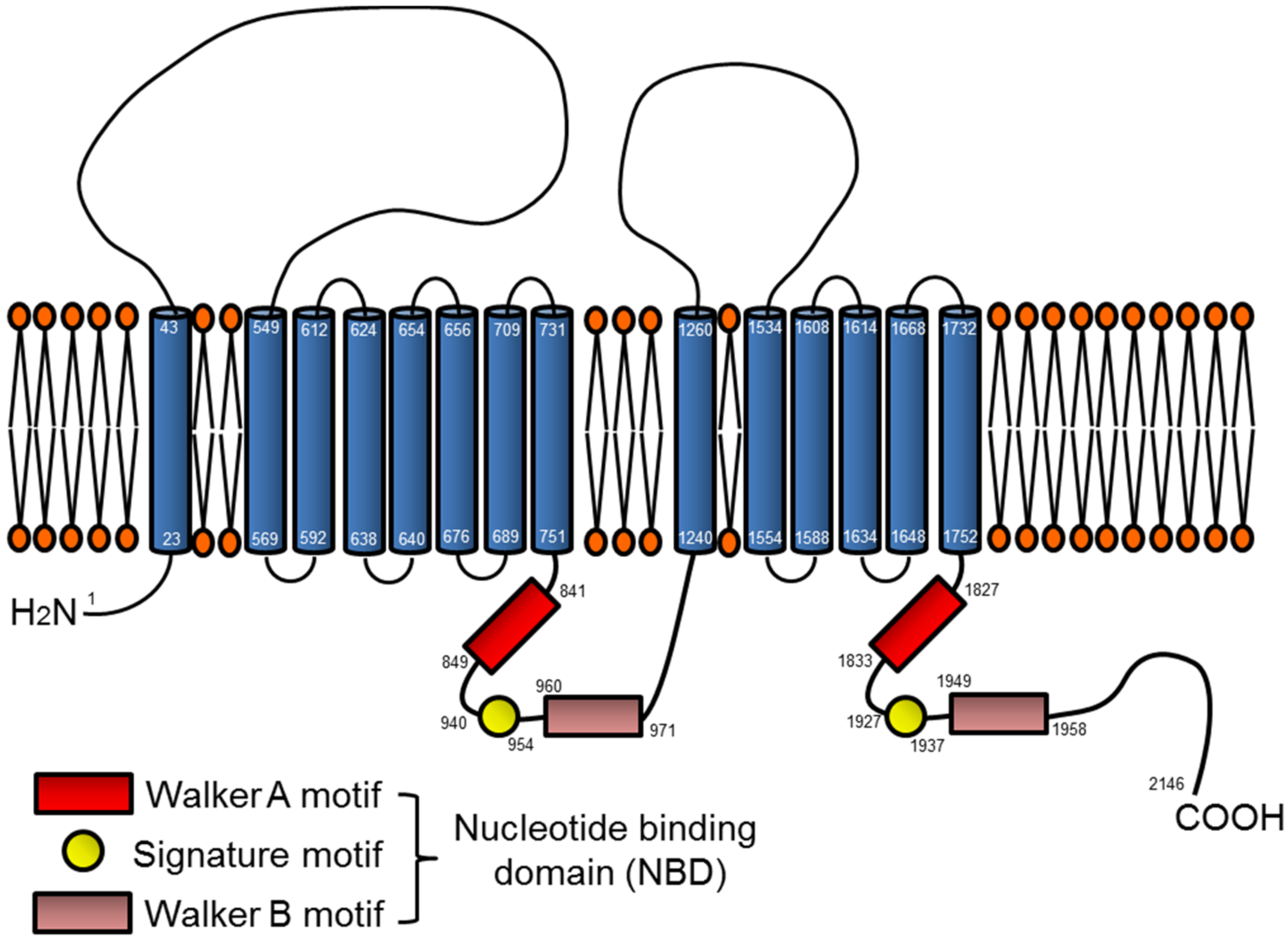 Brainsci 08 00027 g001