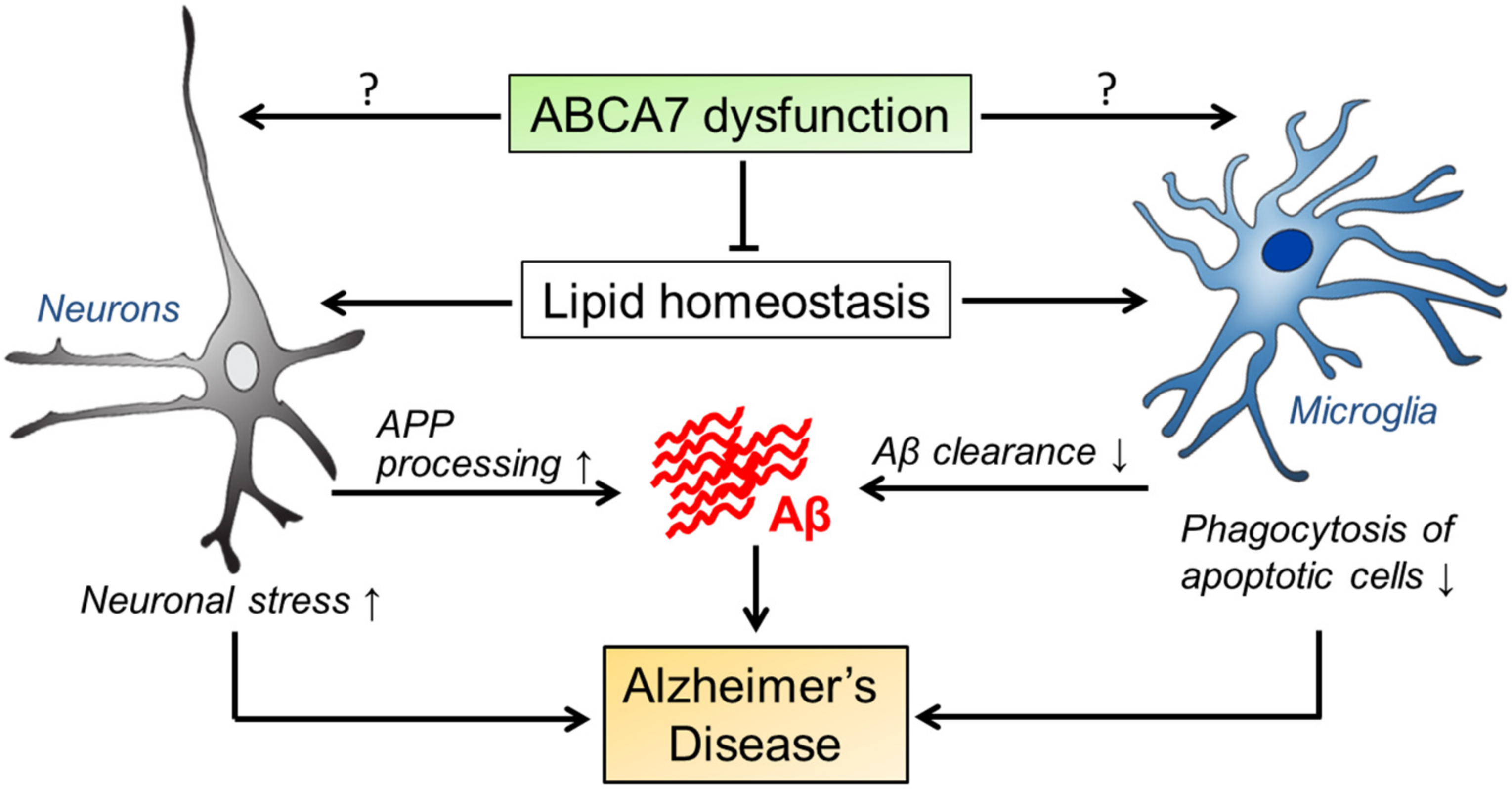 Brainsci 08 00027 g002